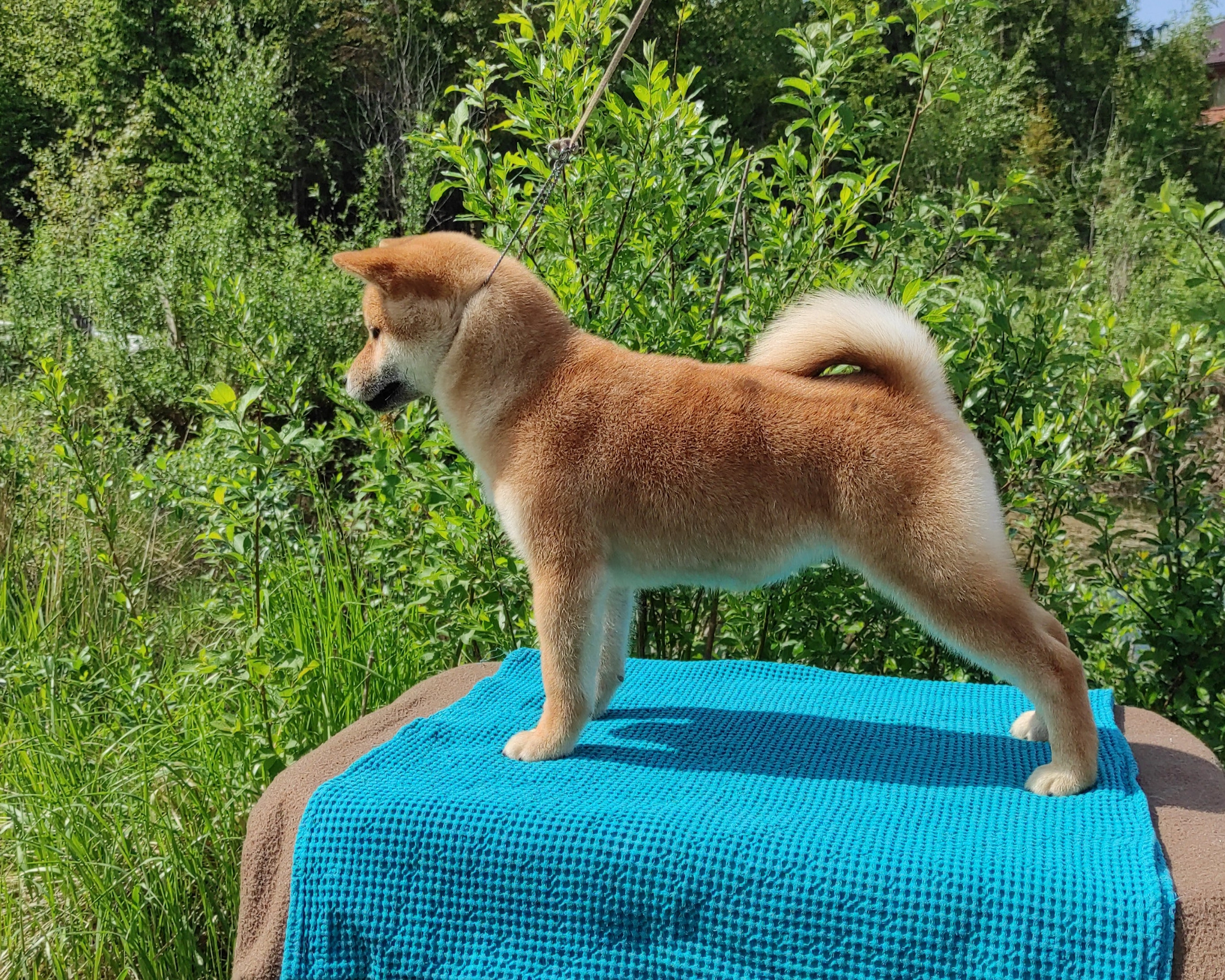 сиба питомник Рубилайт щенки на продажу rubylight  сиба щенки купить