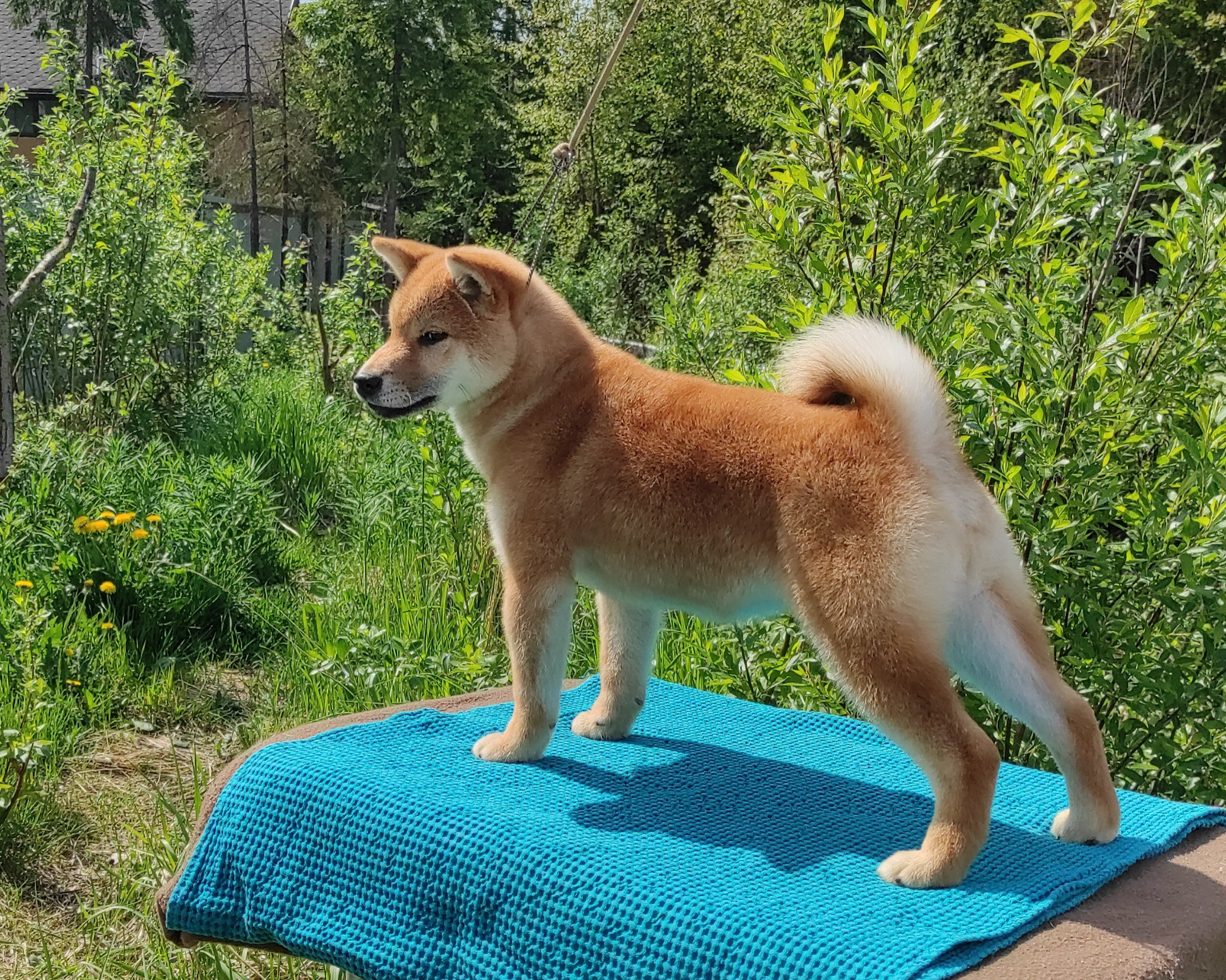 сиба питомник Рубилайт щенки на продажу rubylight  сиба щенки купить