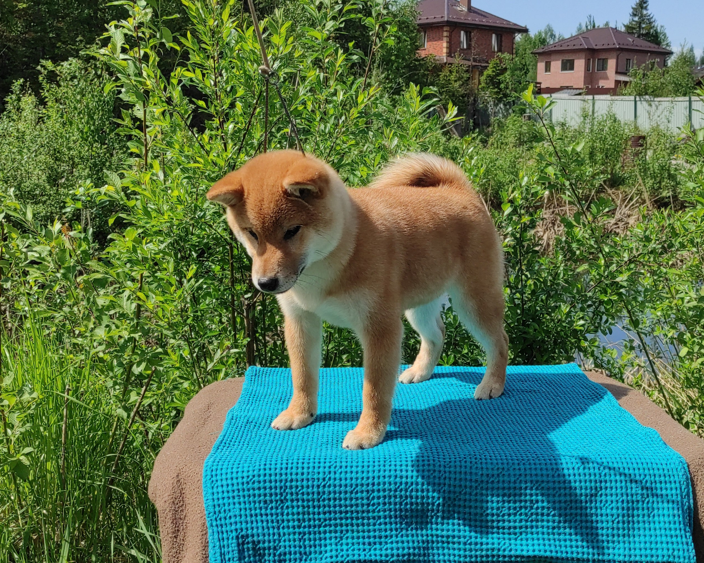 сиба питомник Рубилайт щенки на продажу rubylight  сиба щенки купить