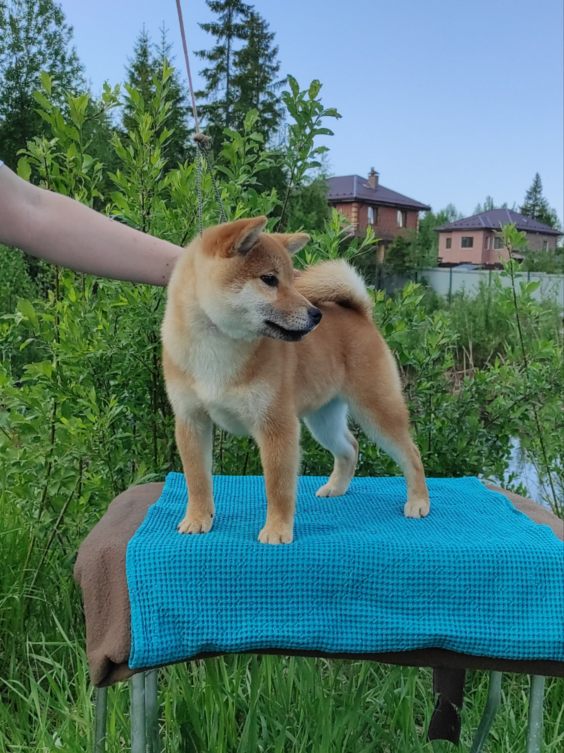 сиба питомник Рубилайт щенки на продажу rubylight  сиба щенки купить