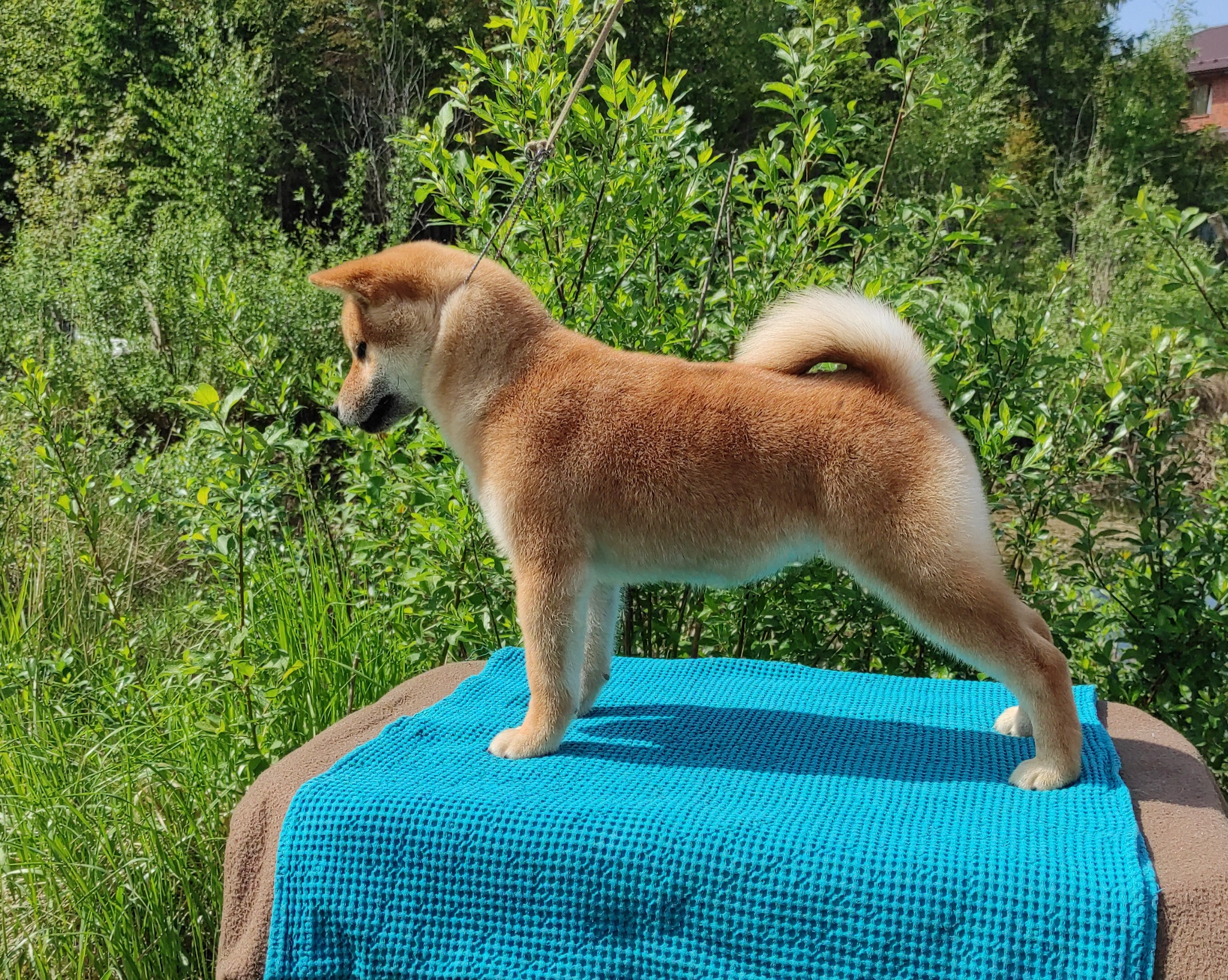 сиба питомник Рубилайт щенки на продажу rubylight  сиба щенки купить