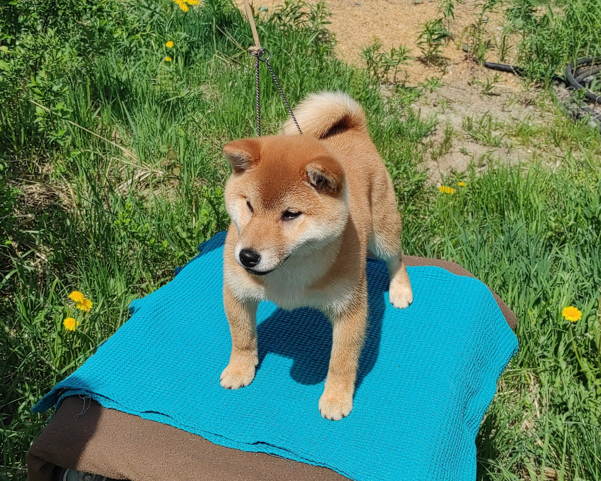 сиба питомник Рубилайт щенки на продажу rubylight  сиба щенки купить