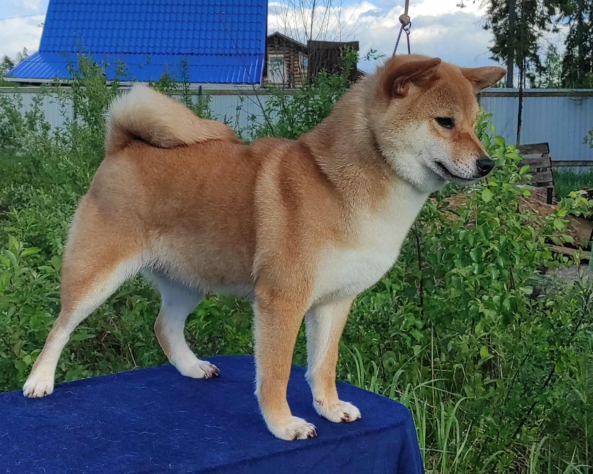 Питомник Рубилайт Сиба Эми* Exceligmos Zaffiro Verde