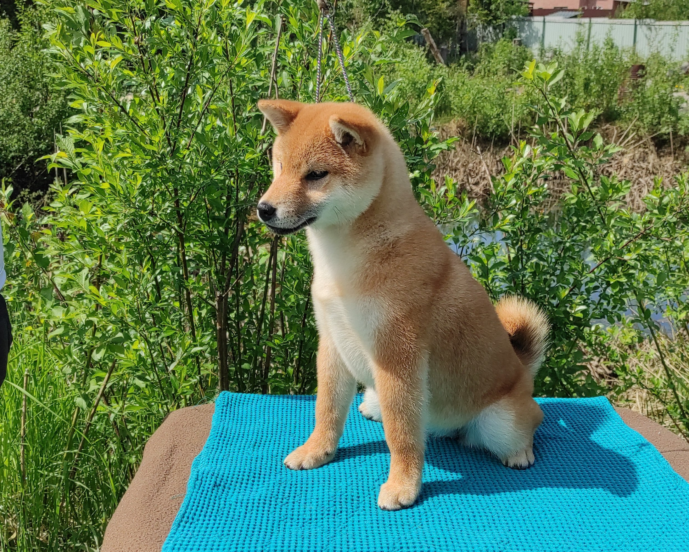 сиба питомник Рубилайт щенки на продажу rubylight  сиба щенки купить