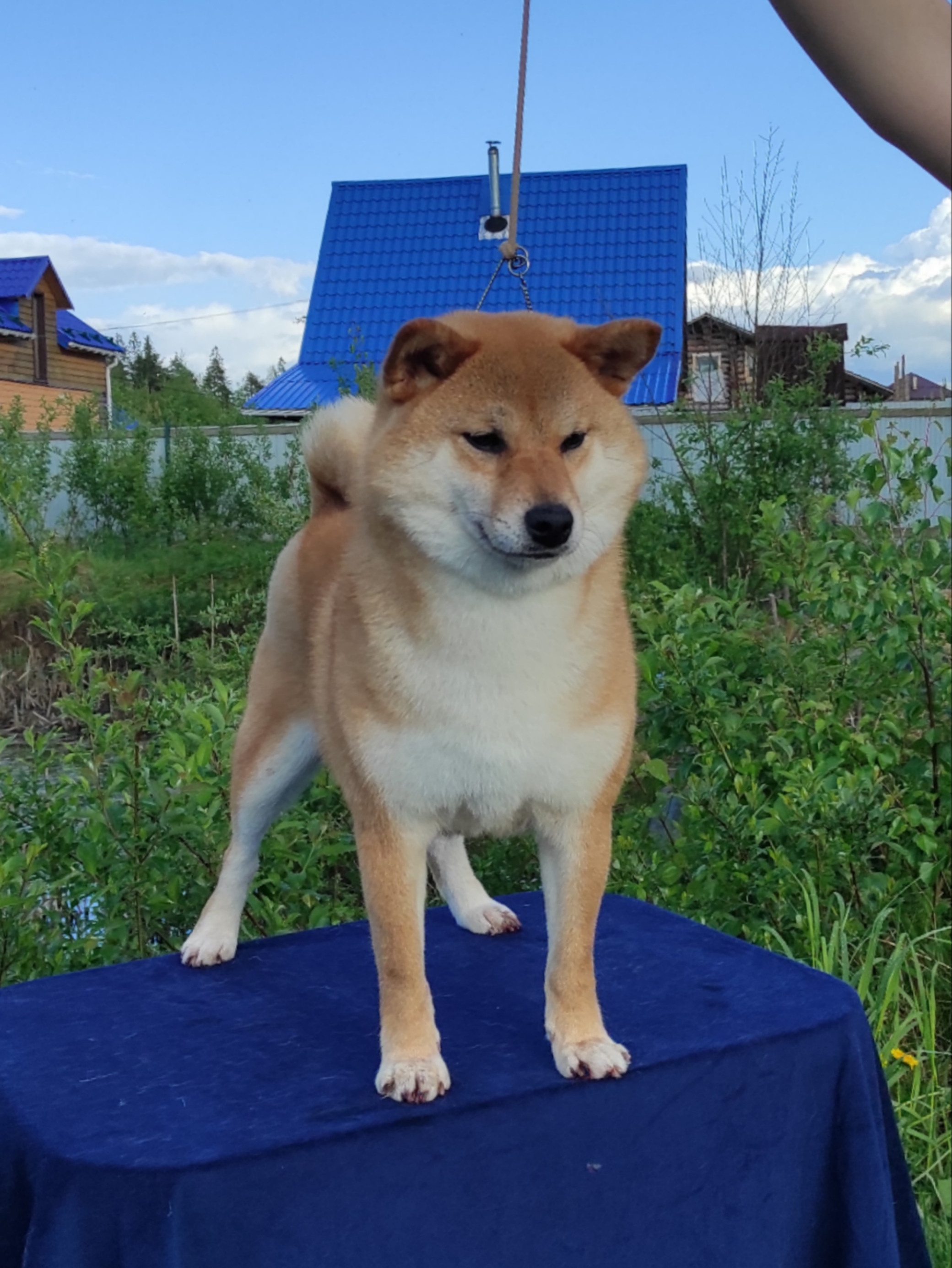 Питомник Рубилайт Сиба Эми* Exceligmos Zaffiro Verde