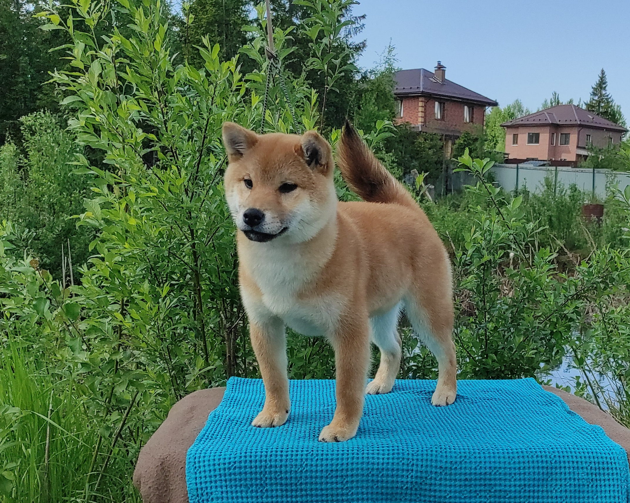 сиба питомник Рубилайт щенки на продажу rubylight  сиба щенки купить