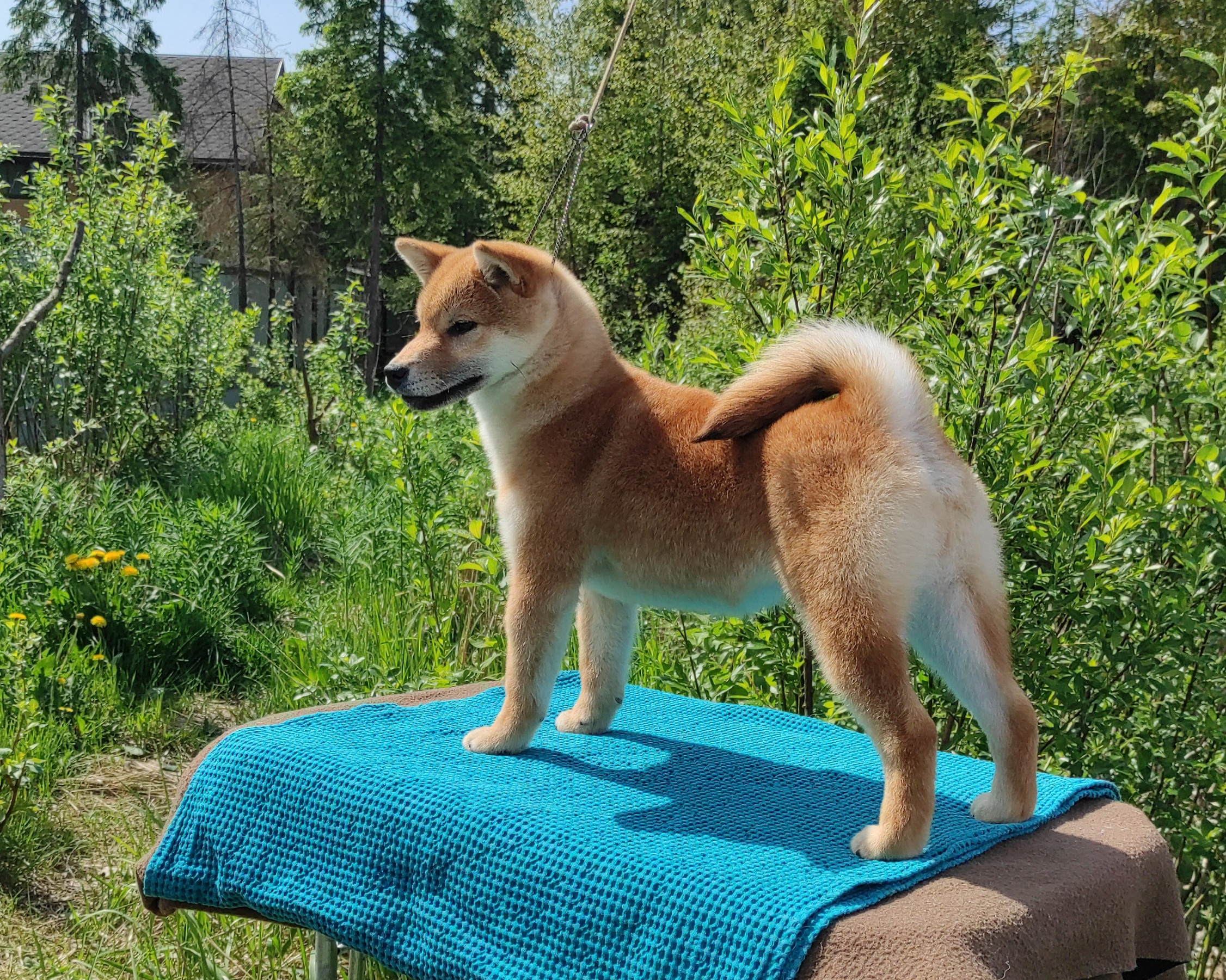 сиба питомник Рубилайт щенки на продажу rubylight  сиба щенки купить