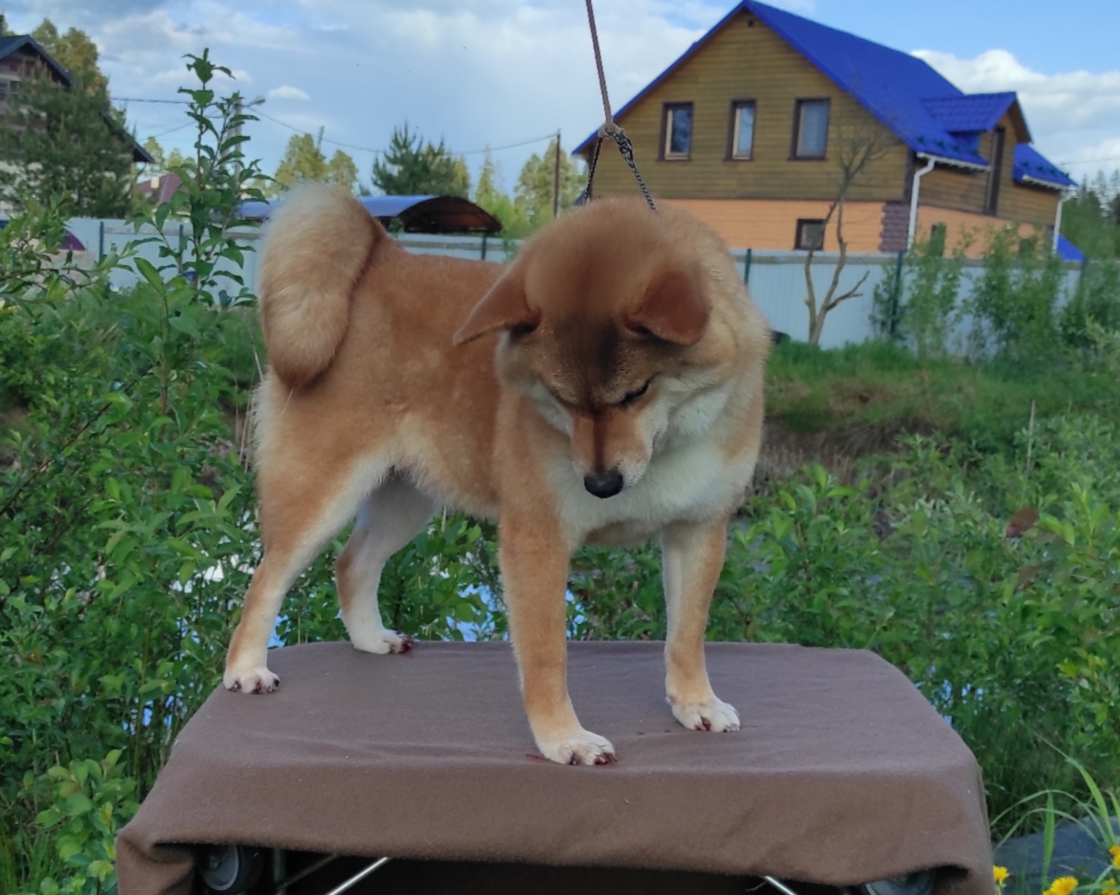 Питомник Рубилайт Сиба Эми* Exceligmos Zaffiro Verde