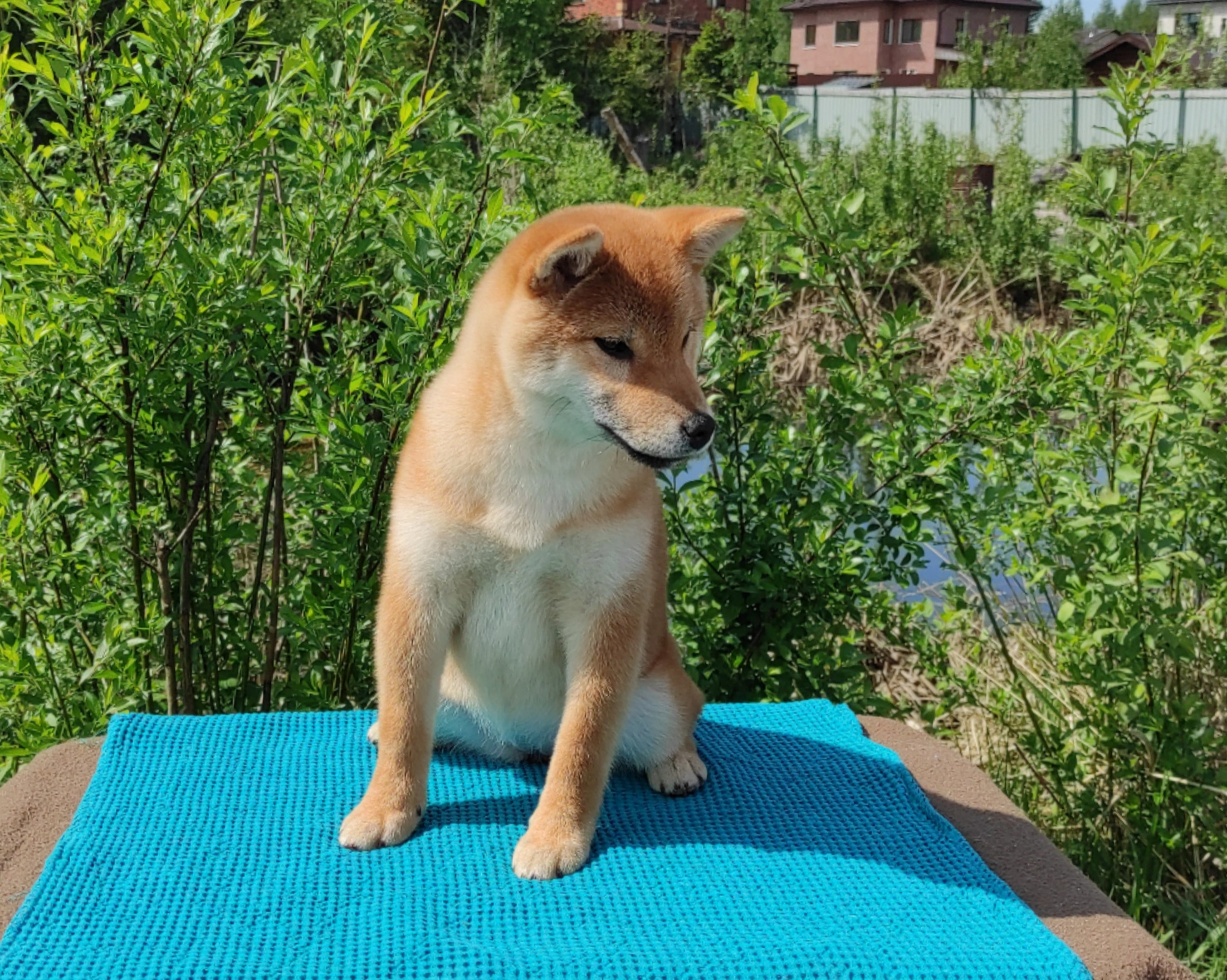 сиба питомник Рубилайт щенки на продажу rubylight  сиба щенки купить