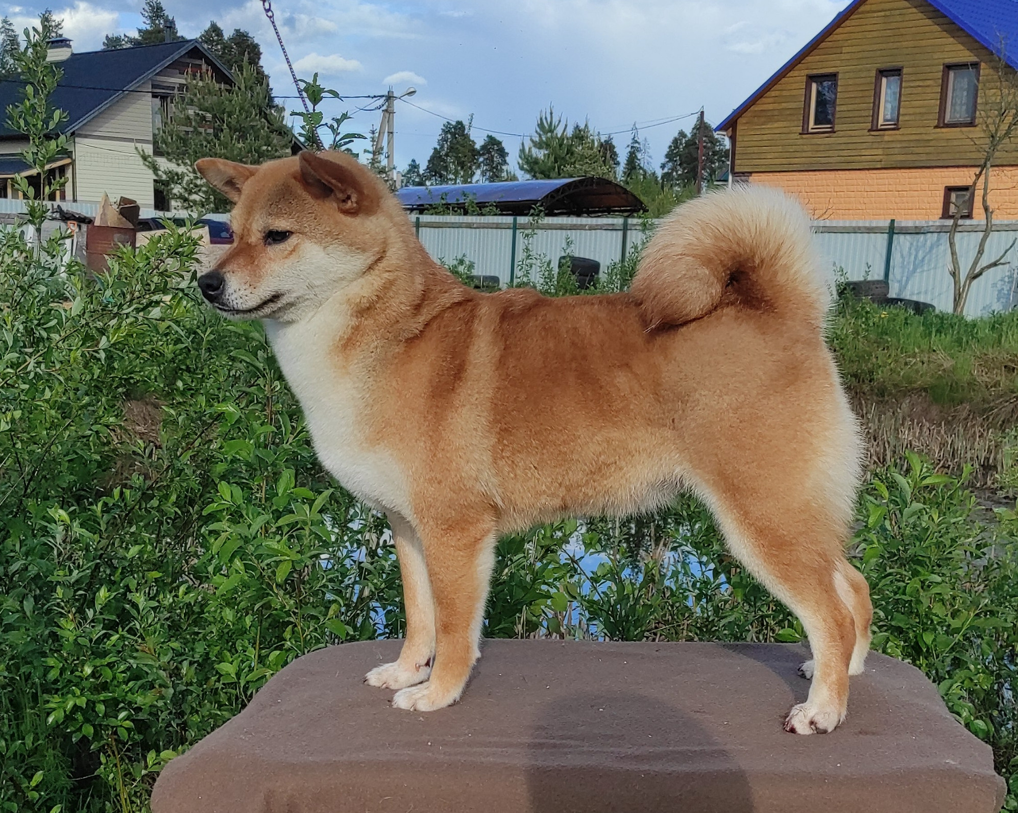 Питомник Рубилайт Сиба Эми* Exceligmos Zaffiro Verde