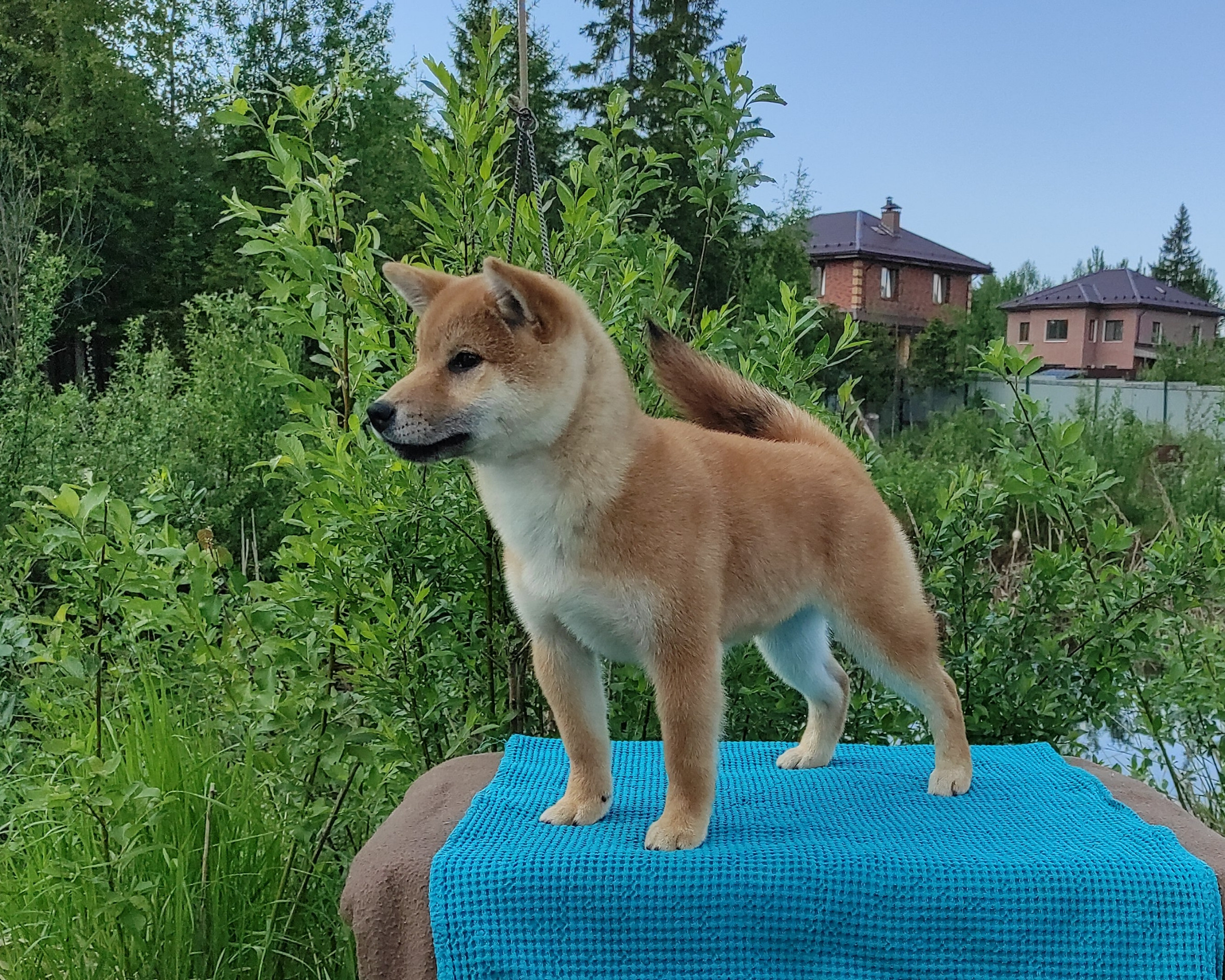 сиба питомник Рубилайт щенки на продажу rubylight  сиба щенки купить