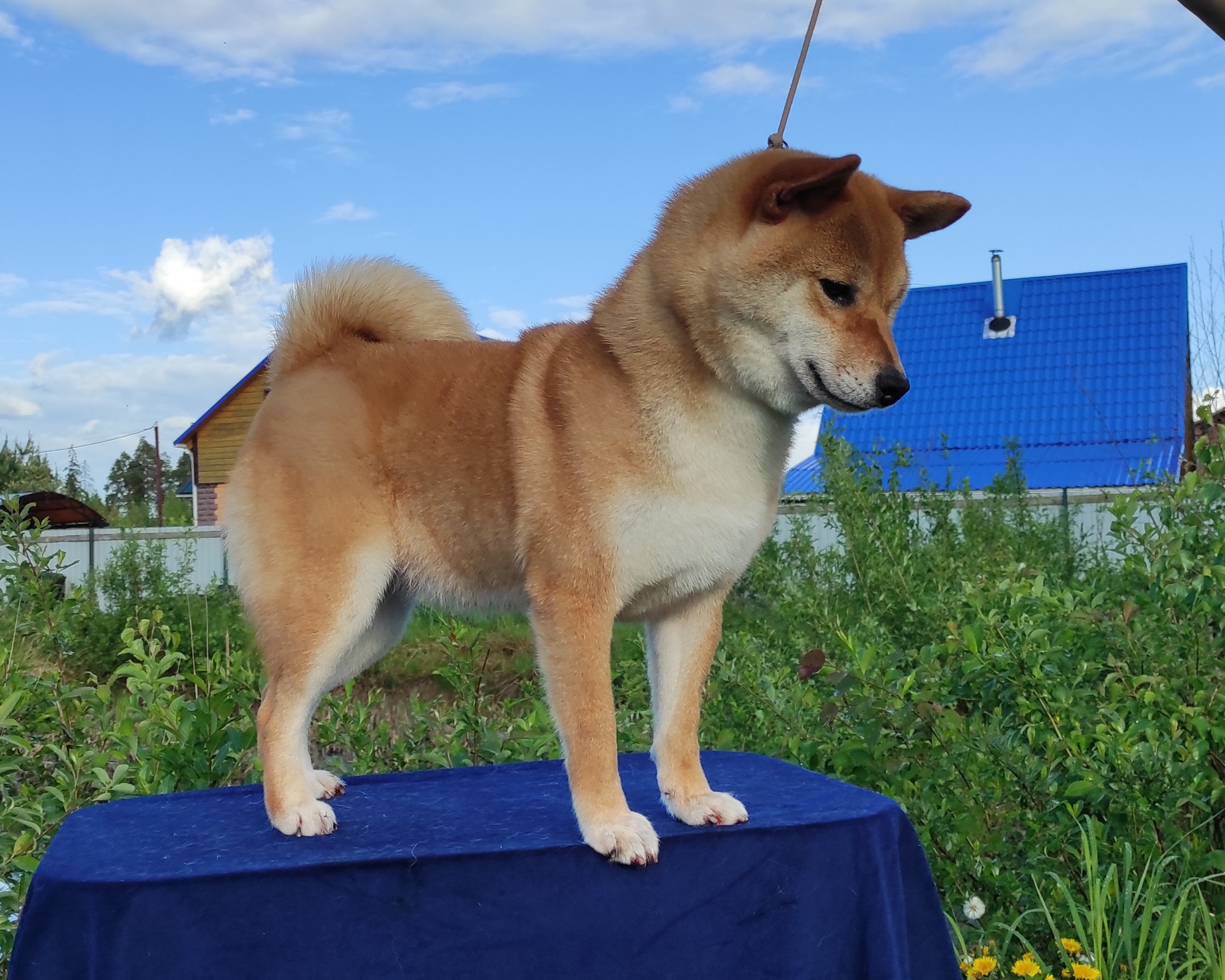 Питомник Рубилайт Сиба Эми* Exceligmos Zaffiro Verde