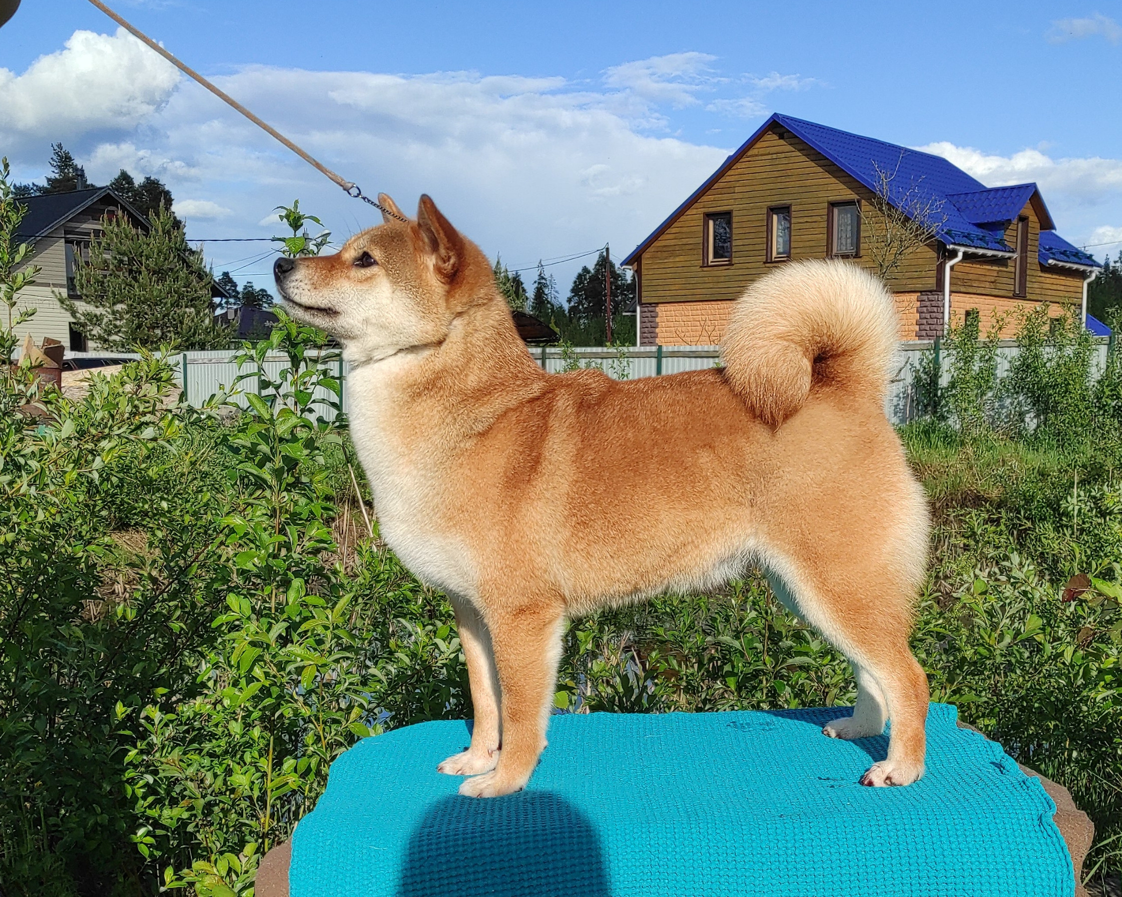 Питомник Рубилайт Сиба Эми* Exceligmos Zaffiro Verde