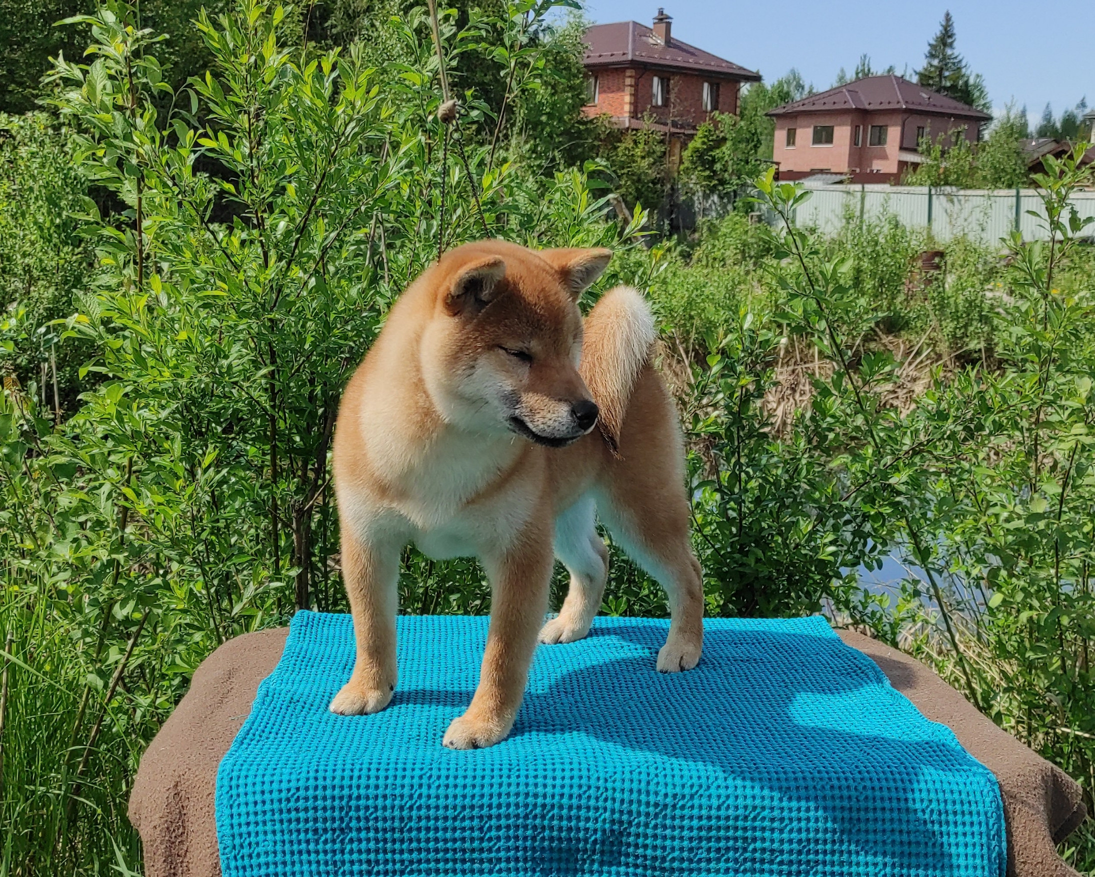 сиба питомник Рубилайт щенки на продажу rubylight  сиба щенки купить