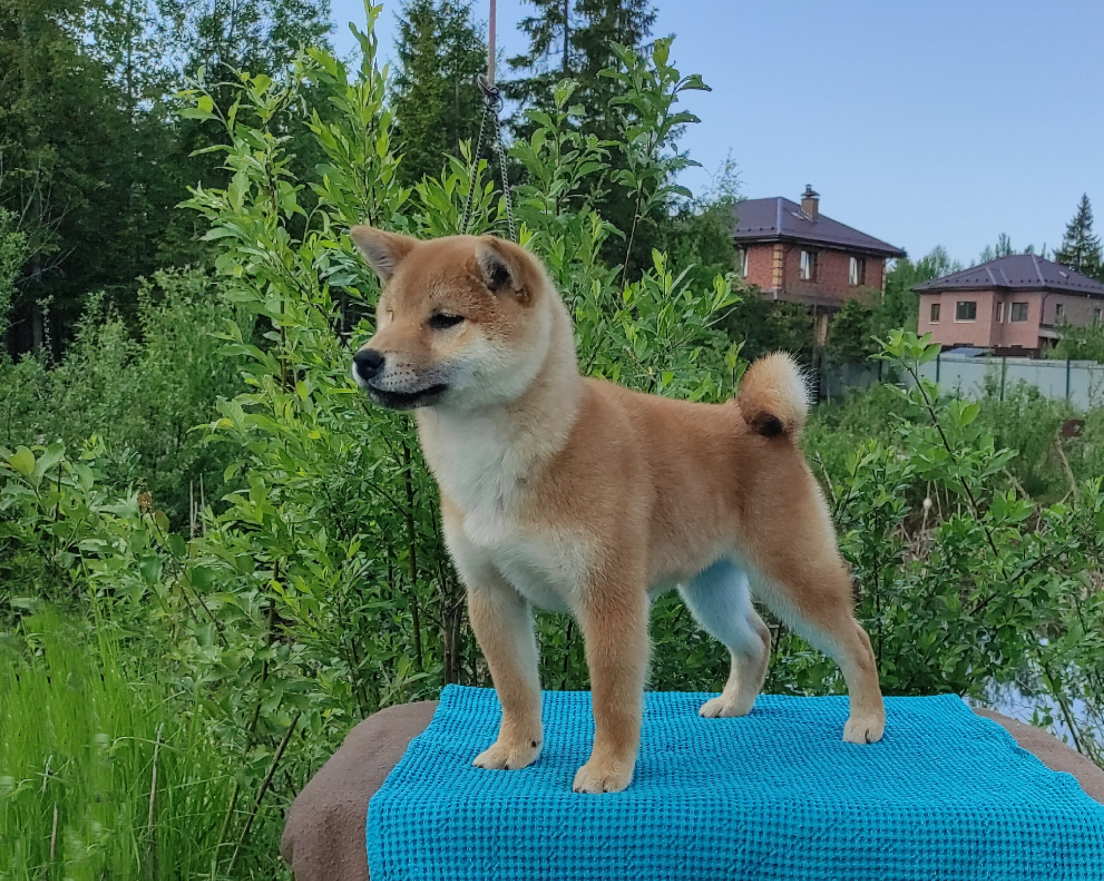 сиба питомник Рубилайт щенки на продажу rubylight  сиба щенки купить