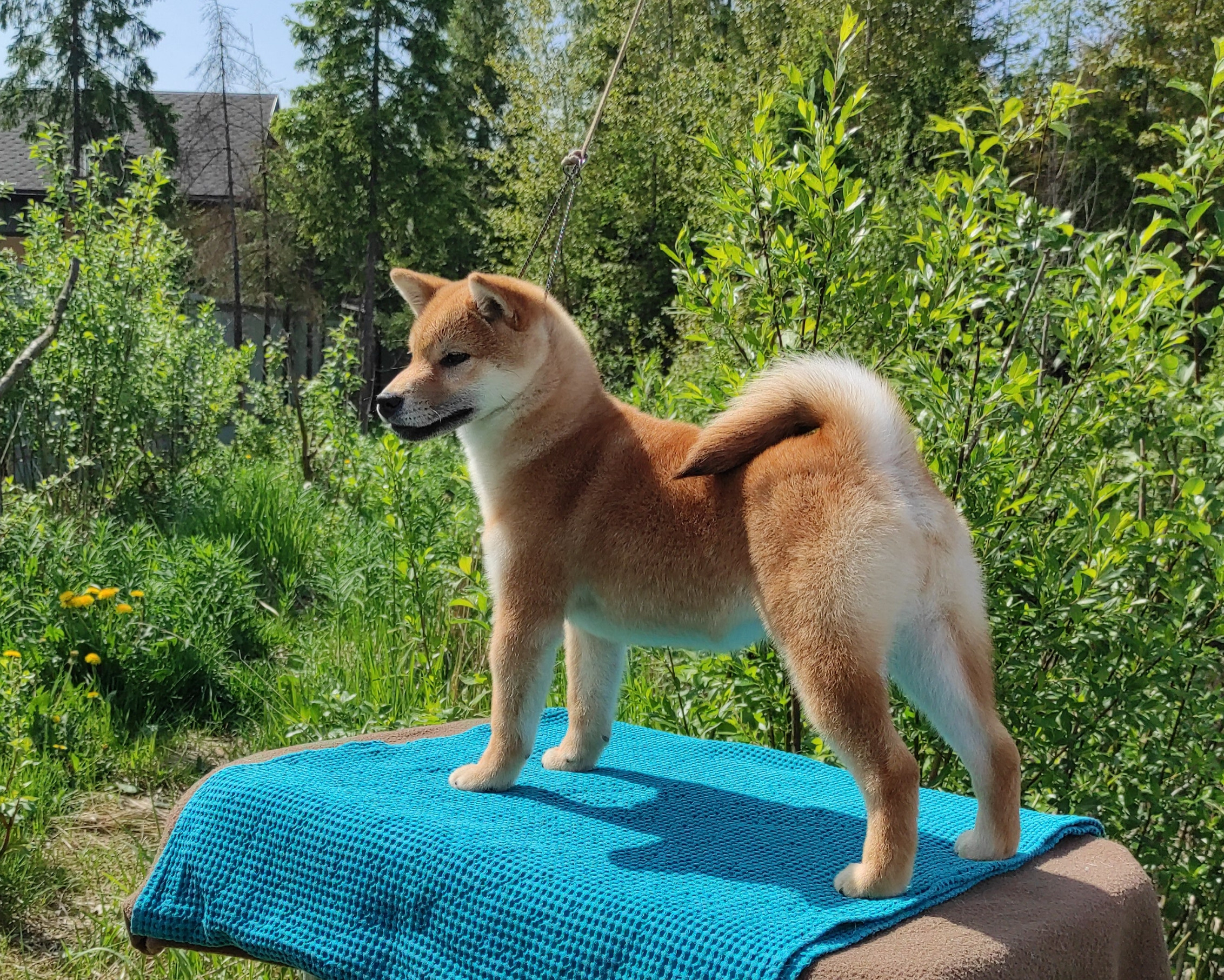 сиба питомник Рубилайт щенки на продажу rubylight  сиба щенки купить