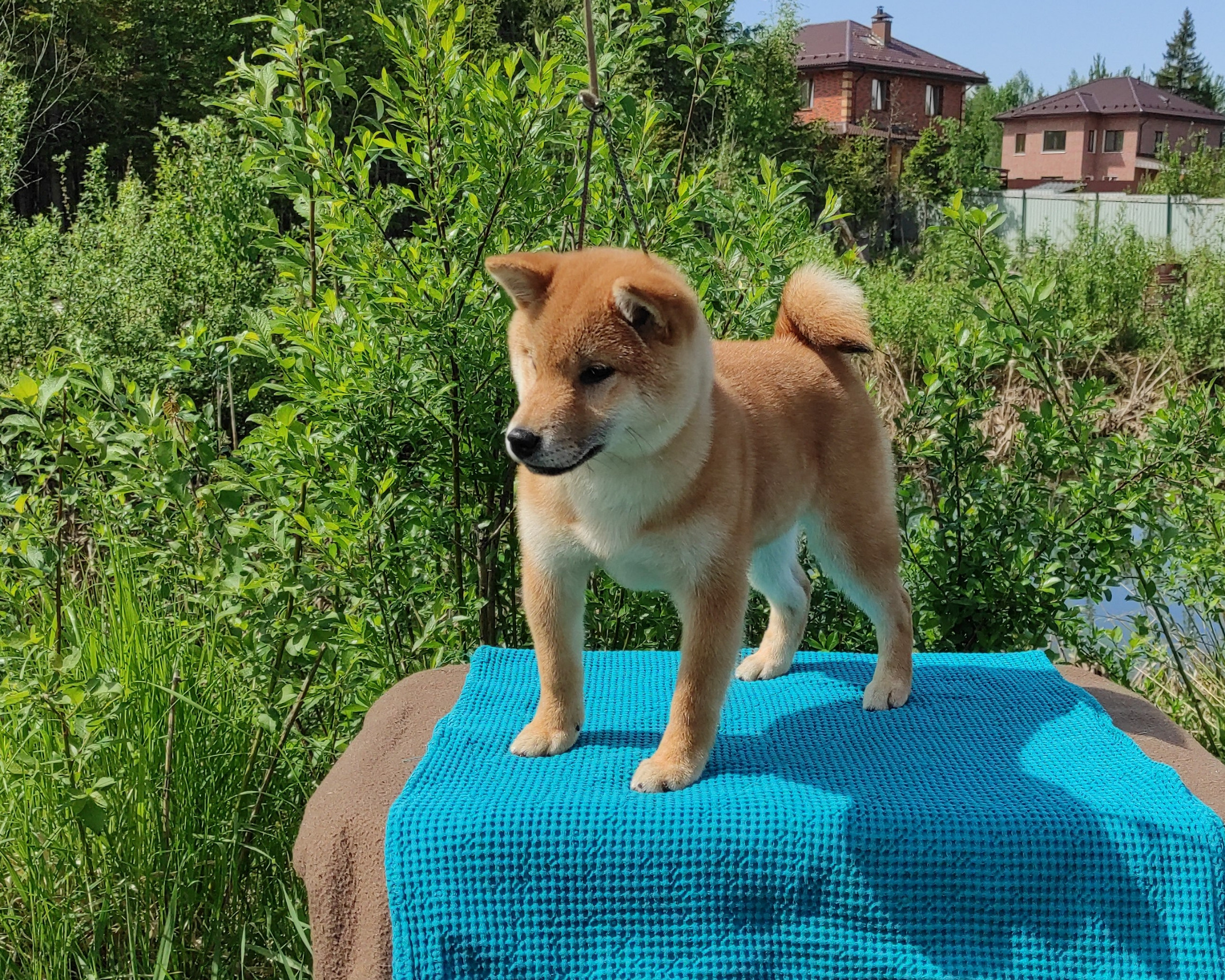 сиба питомник Рубилайт щенки на продажу rubylight  сиба щенки купить