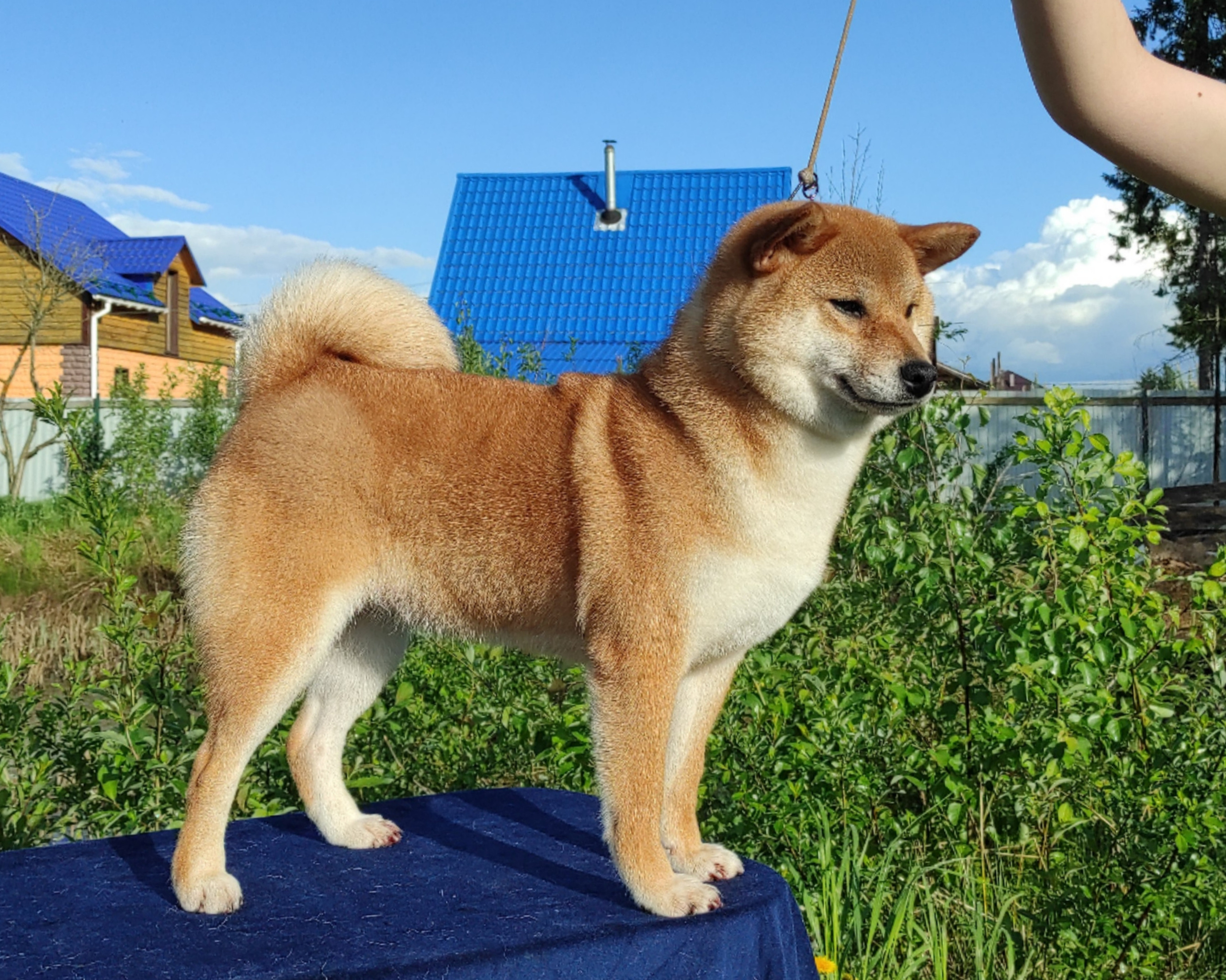 Питомник Рубилайт Сиба Эми* Exceligmos Zaffiro Verde