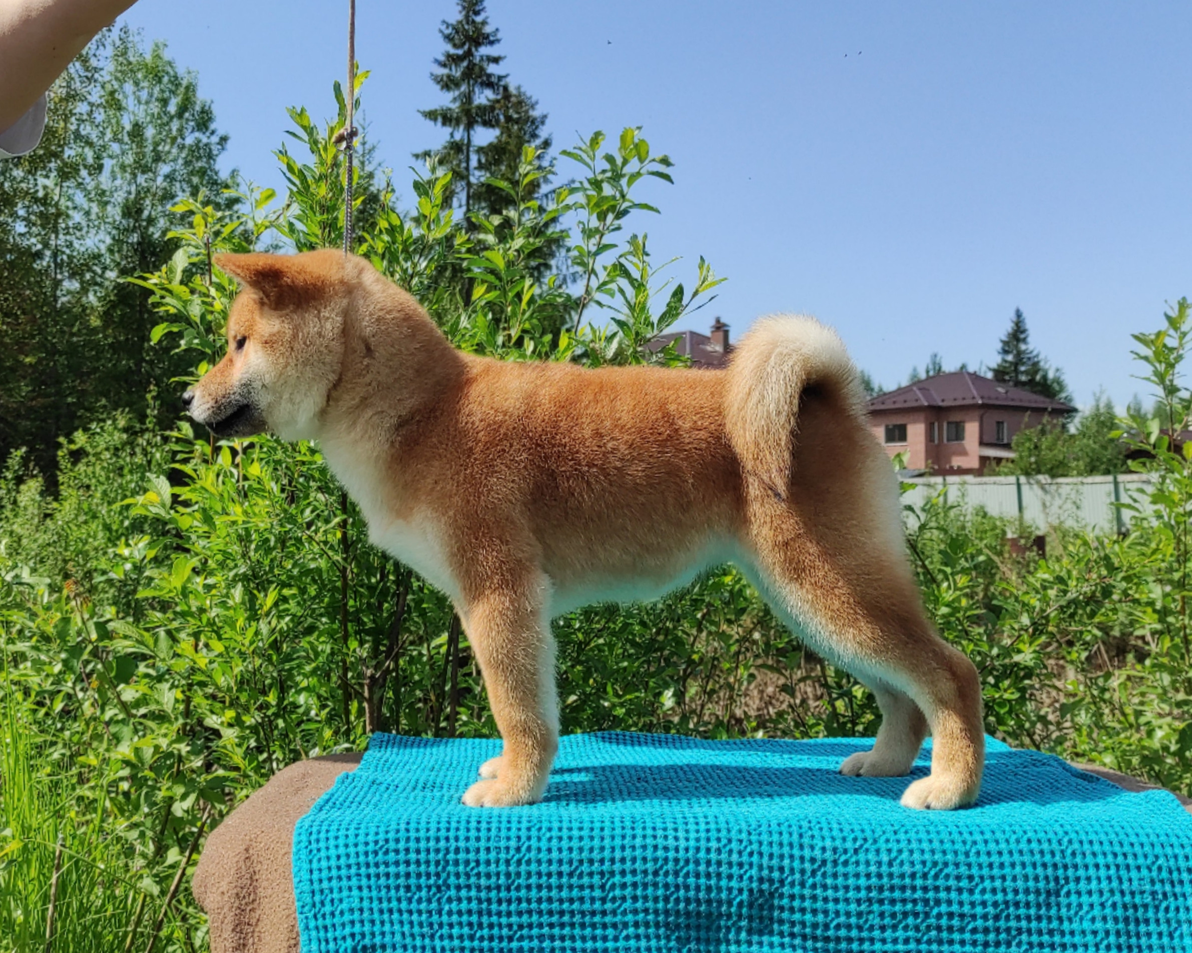 сиба питомник Рубилайт щенки на продажу rubylight  сиба щенки купить