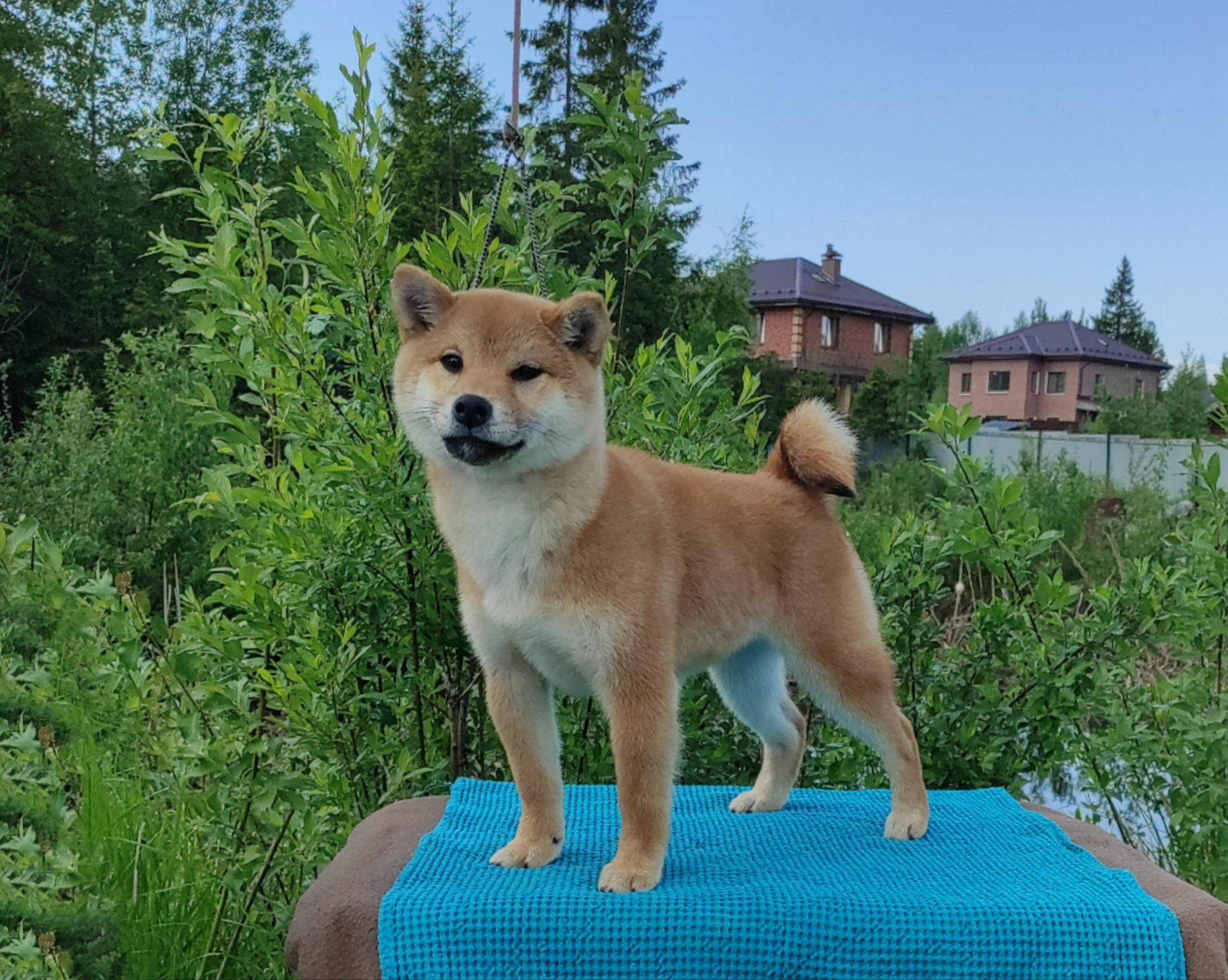 сиба питомник Рубилайт щенки на продажу rubylight  сиба щенки купить