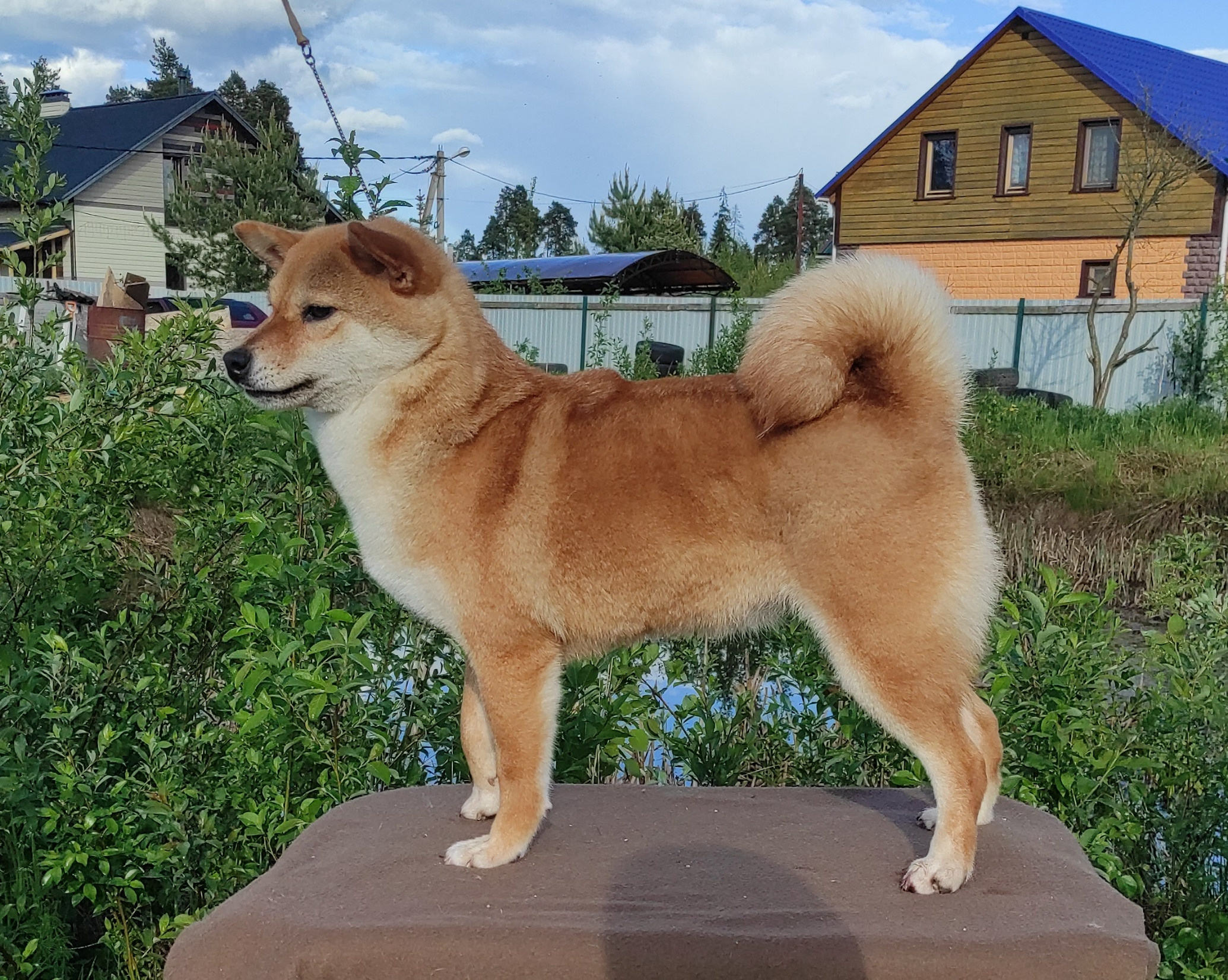 Питомник Рубилайт Сиба Эми* Exceligmos Zaffiro Verde