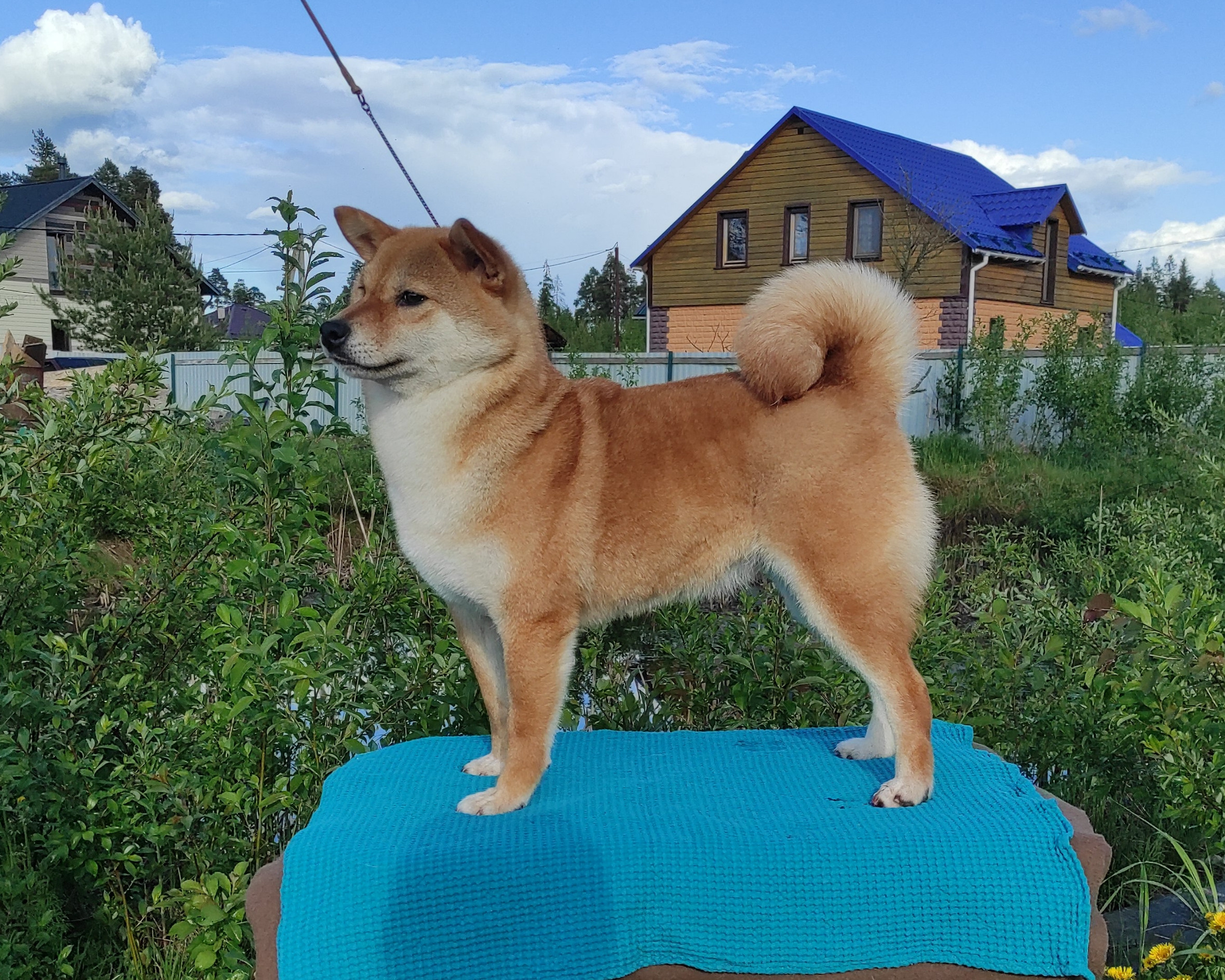 Питомник Рубилайт Сиба Эми* Exceligmos Zaffiro Verde