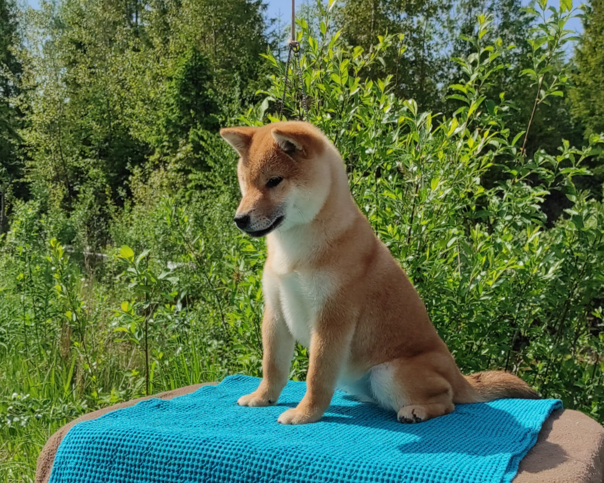 сиба питомник Рубилайт щенки на продажу rubylight  сиба щенки купить