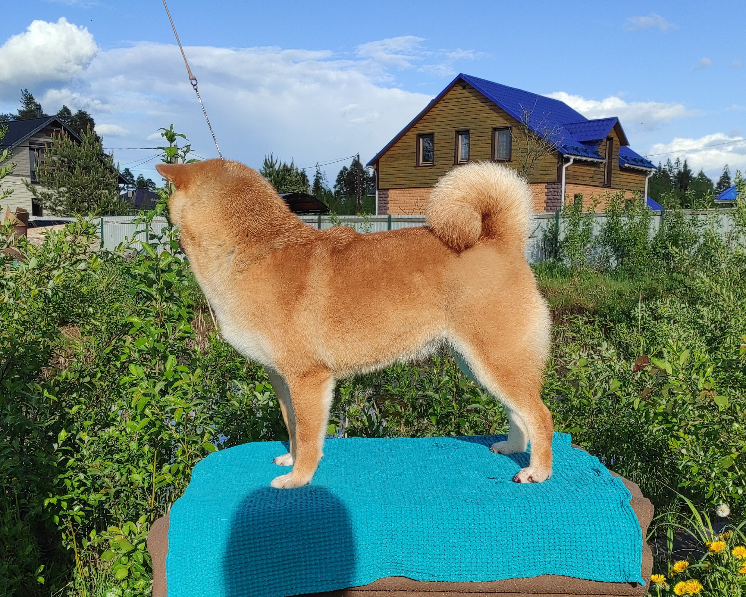 Питомник Рубилайт Сиба Эми* Exceligmos Zaffiro Verde