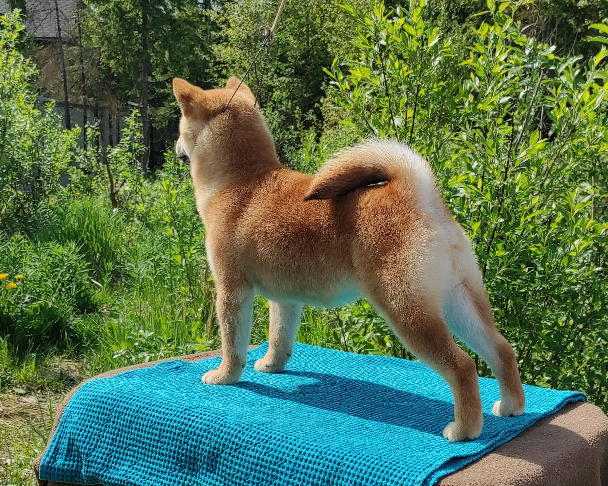 сиба питомник Рубилайт щенки на продажу rubylight  сиба щенки купить