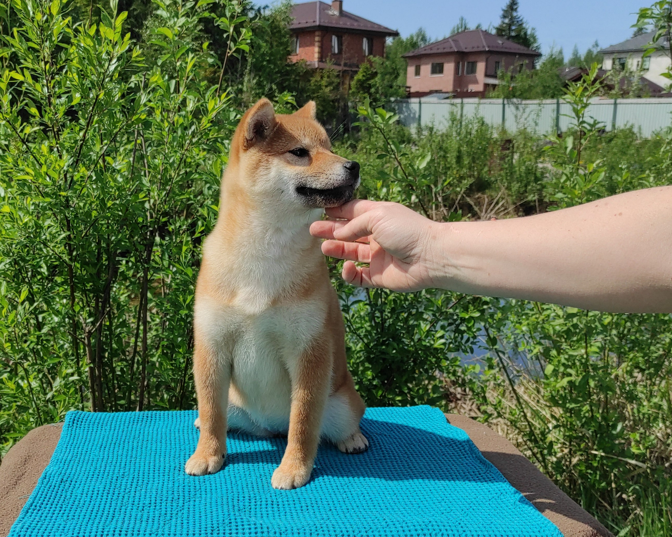 сиба питомник Рубилайт щенки на продажу rubylight  сиба щенки купить