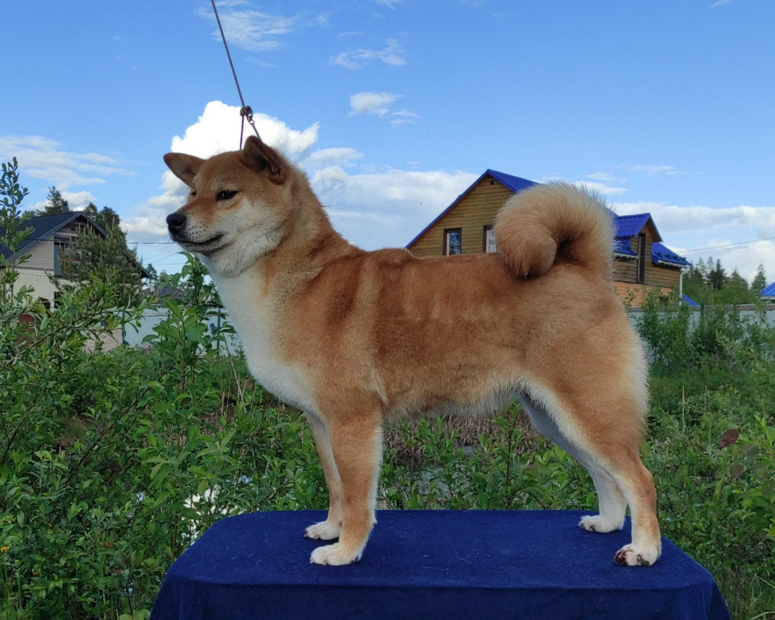 Питомник Рубилайт Сиба Эми* Exceligmos Zaffiro Verde