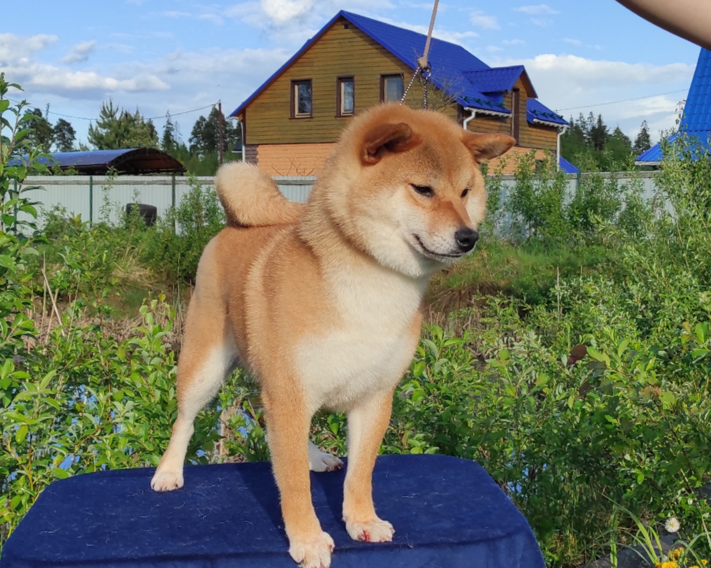 Питомник Рубилайт Сиба Эми* Exceligmos Zaffiro Verde