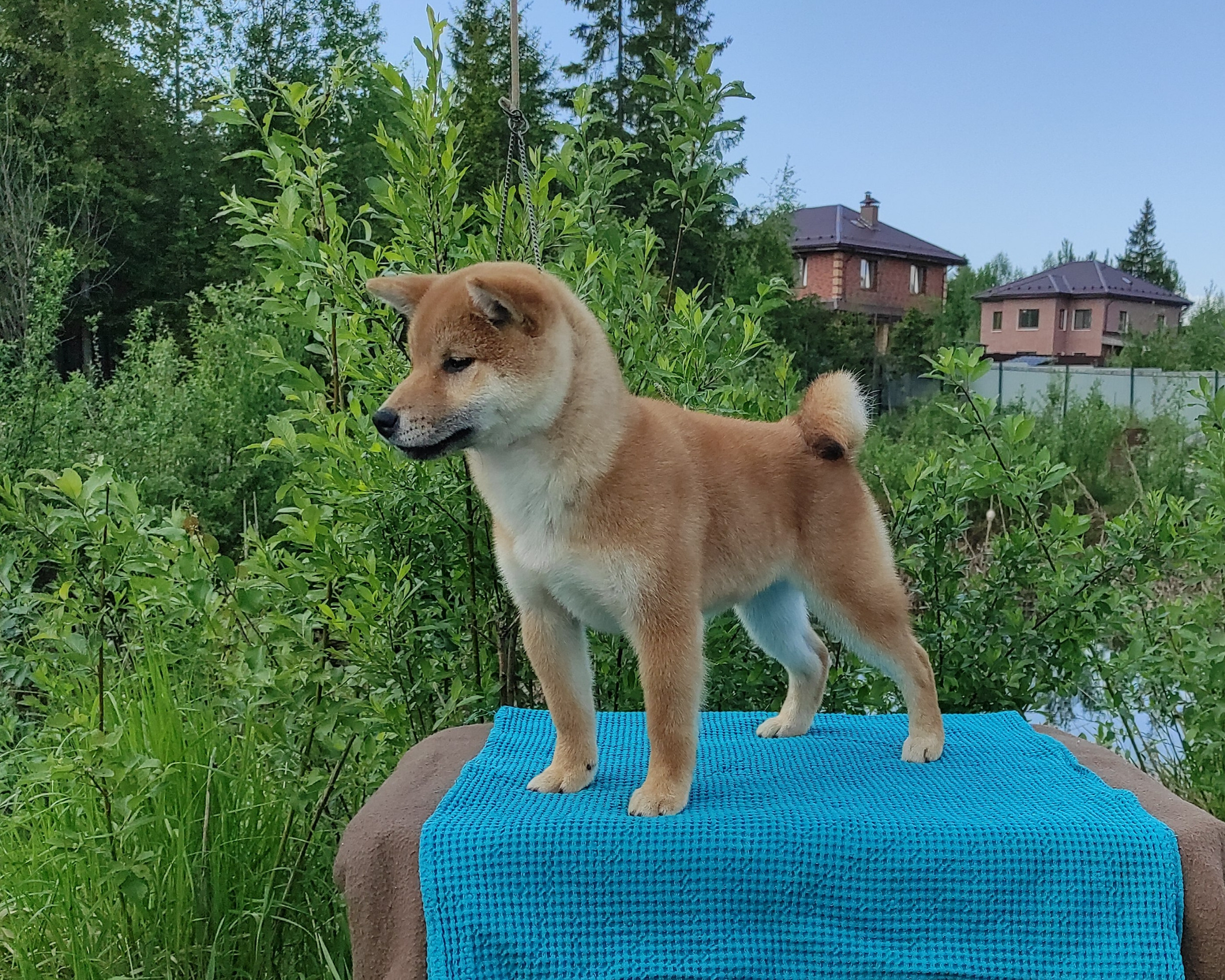 сиба питомник Рубилайт щенки на продажу rubylight  сиба щенки купить