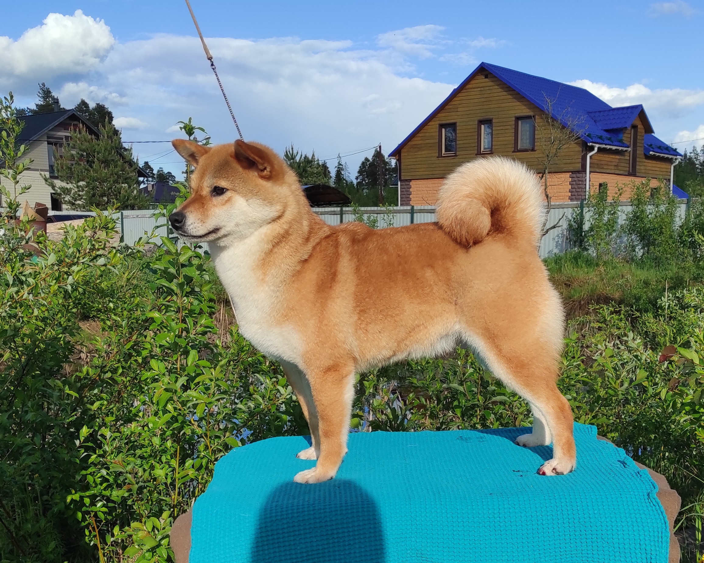 Питомник Рубилайт Сиба Эми* Exceligmos Zaffiro Verde