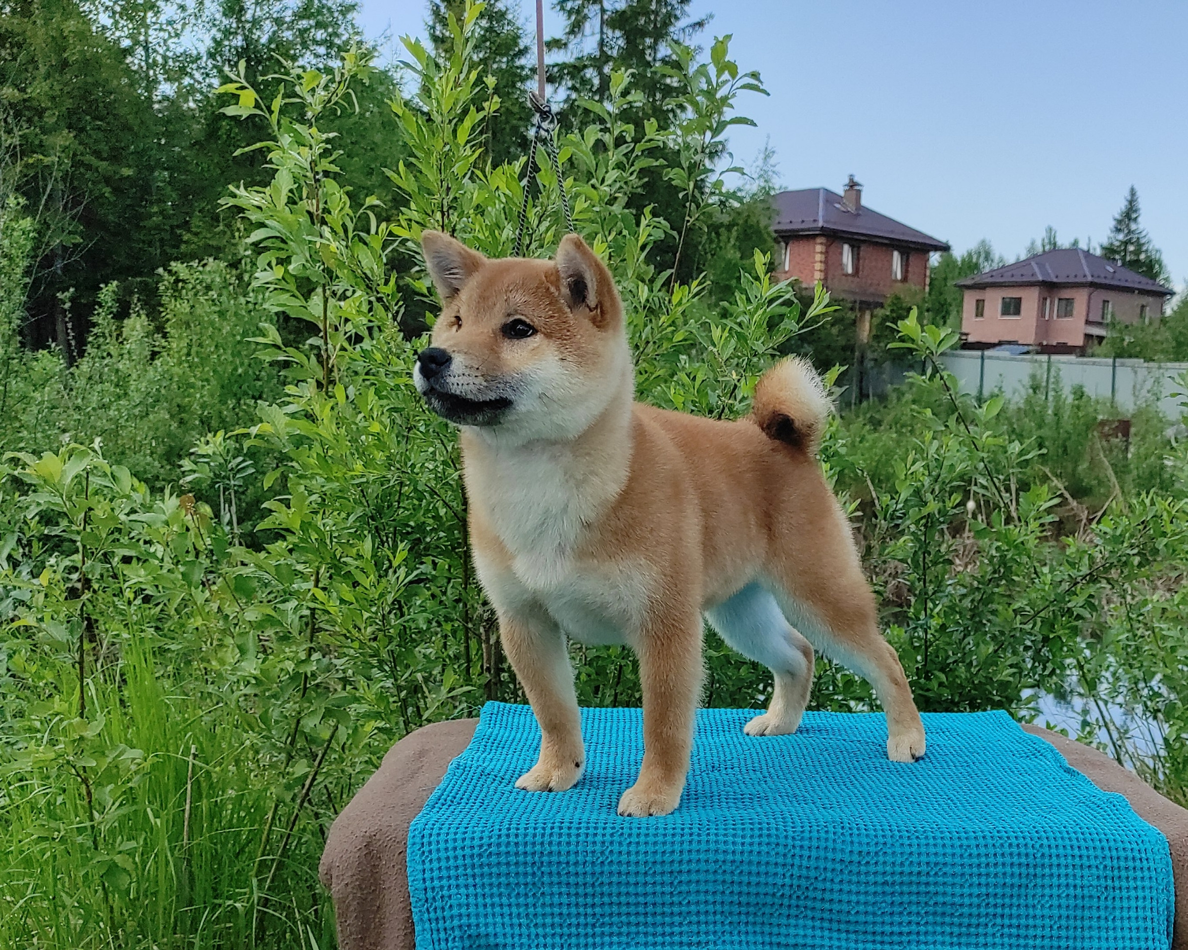 сиба питомник Рубилайт щенки на продажу rubylight  сиба щенки купить