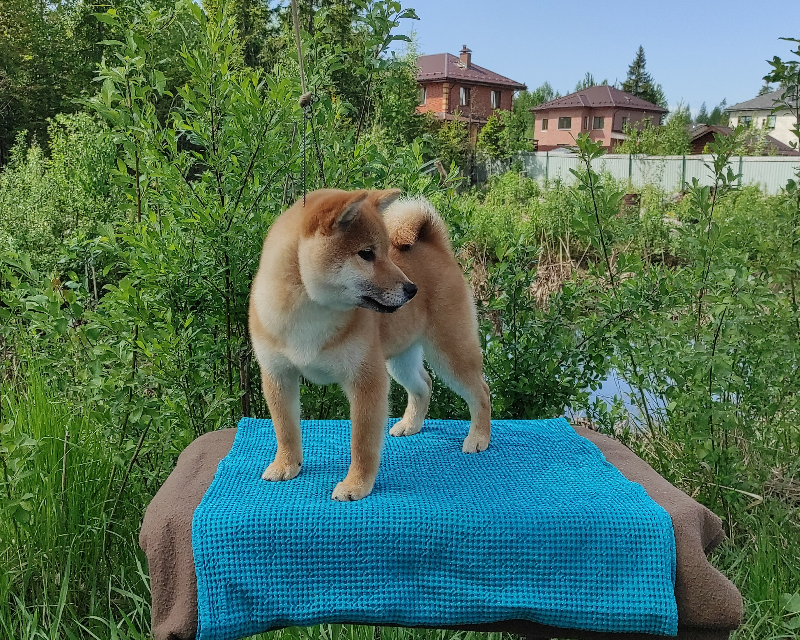 сиба питомник Рубилайт щенки на продажу rubylight  сиба щенки купить