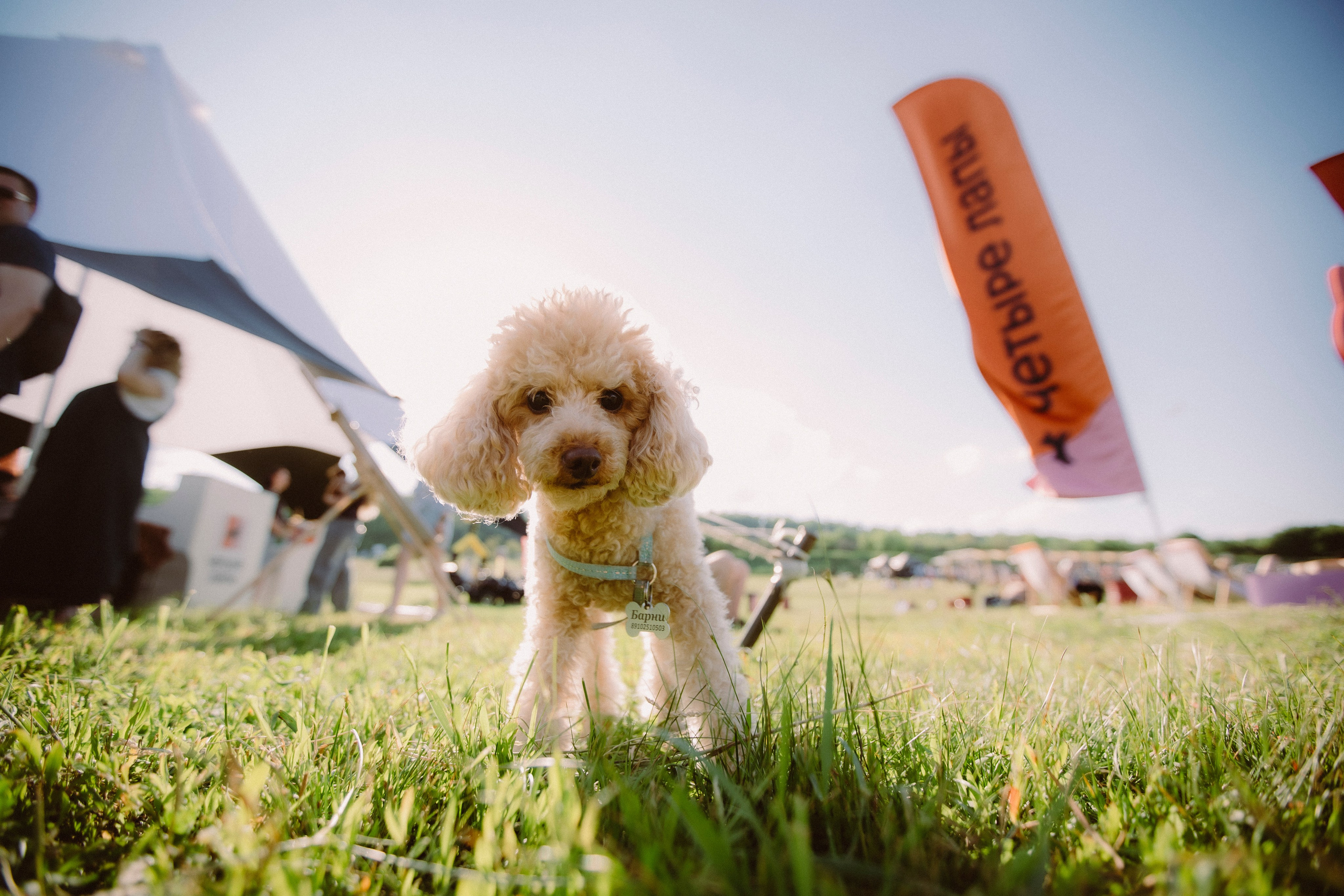 Sport&Music fest x 4Лапы. Egoraaw