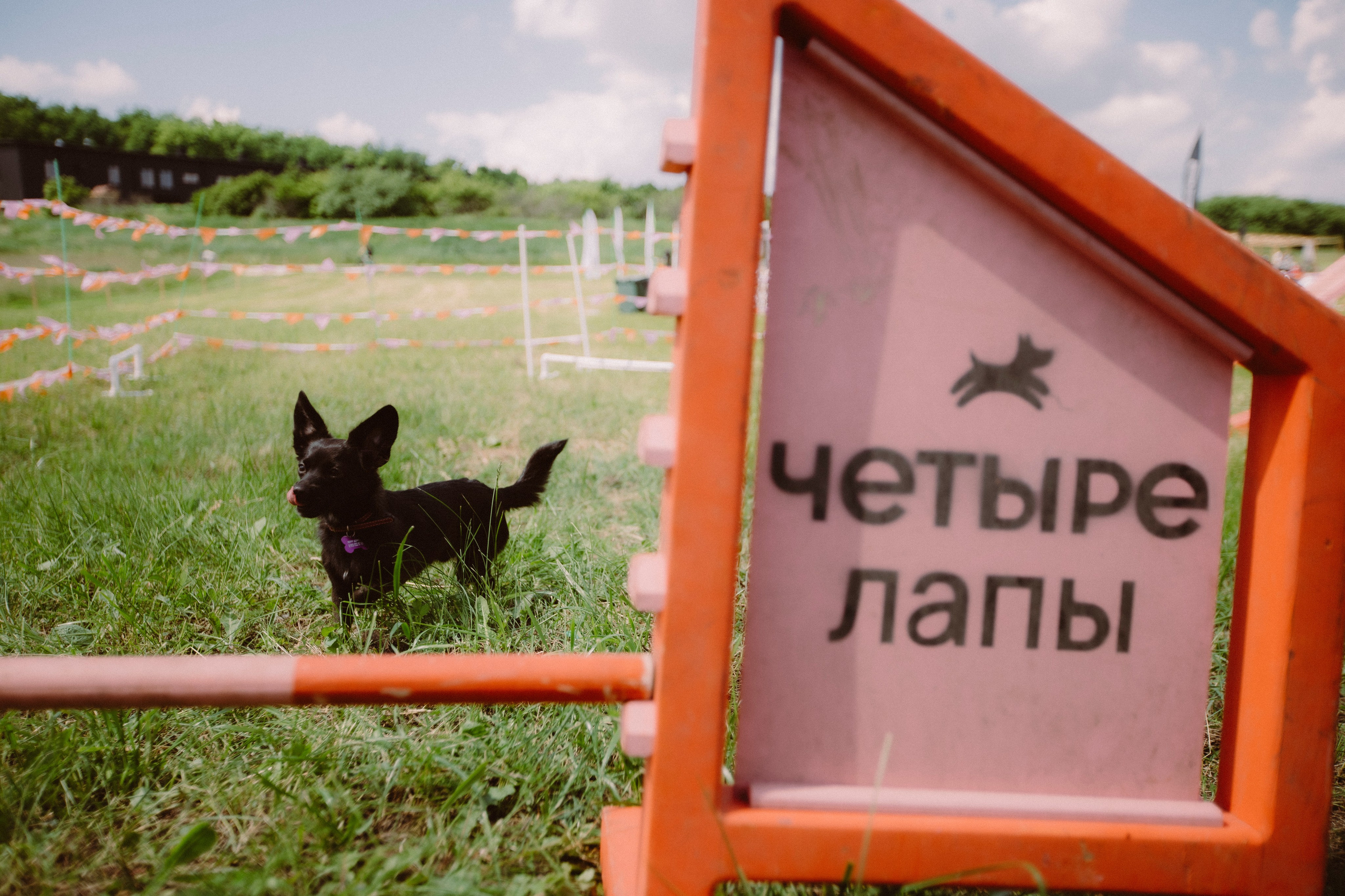 Sport&Music fest x 4Лапы. Egoraaw