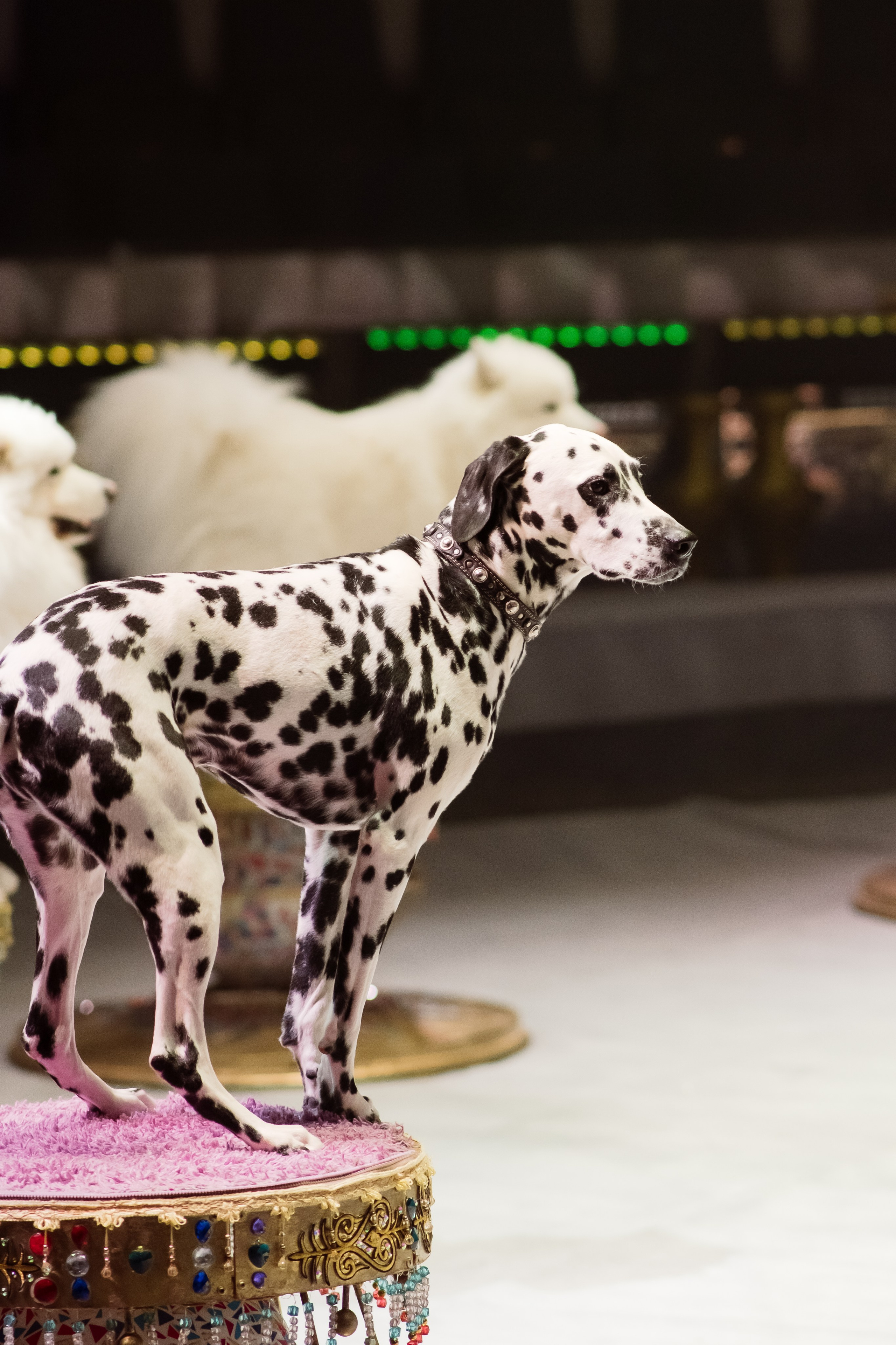 Репортаж. Фотограф Новосибирск Анна Рождественская