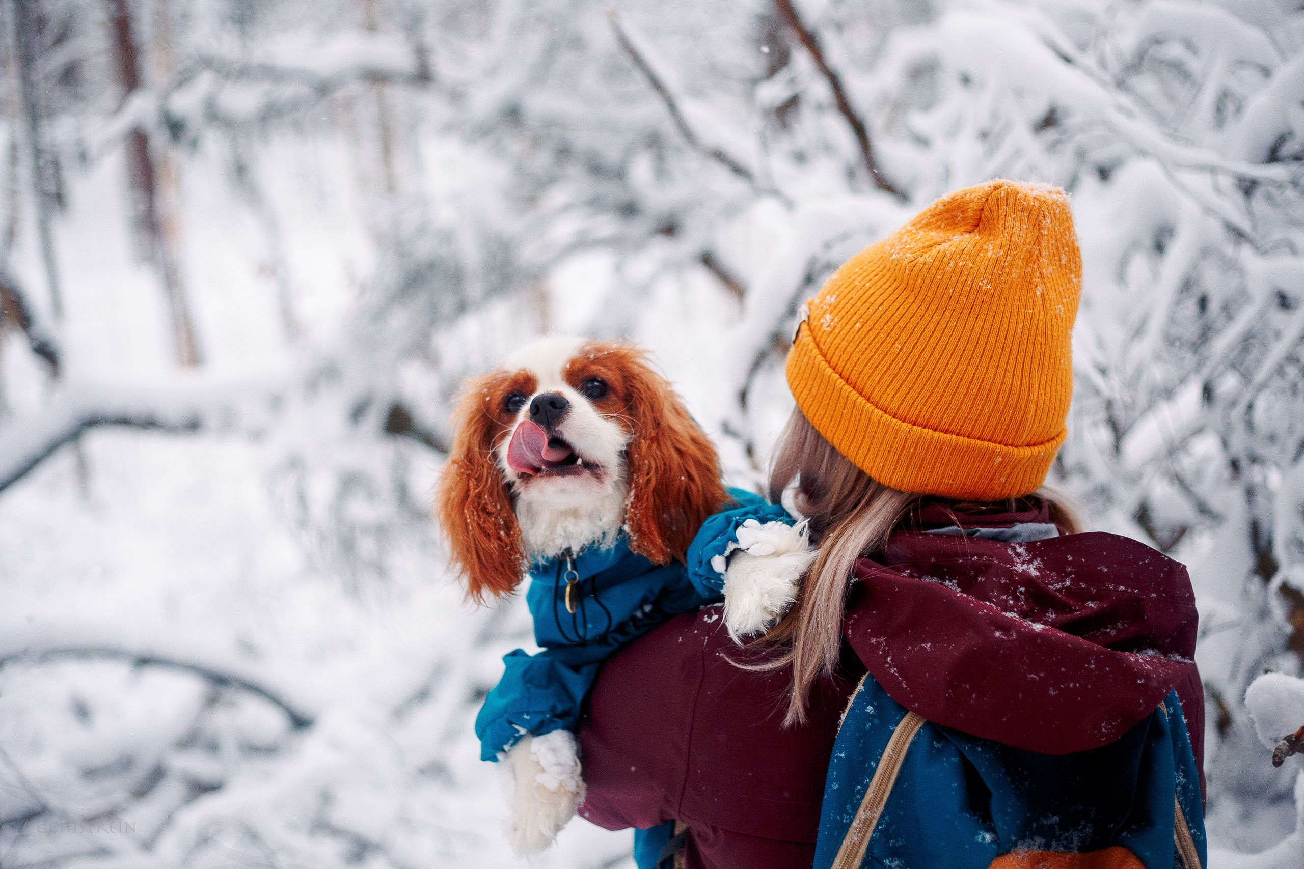Внезапно апрельская зима. Фотограф-анималист Наталия Чистюхина в г. Сосновый Бор и ЛО