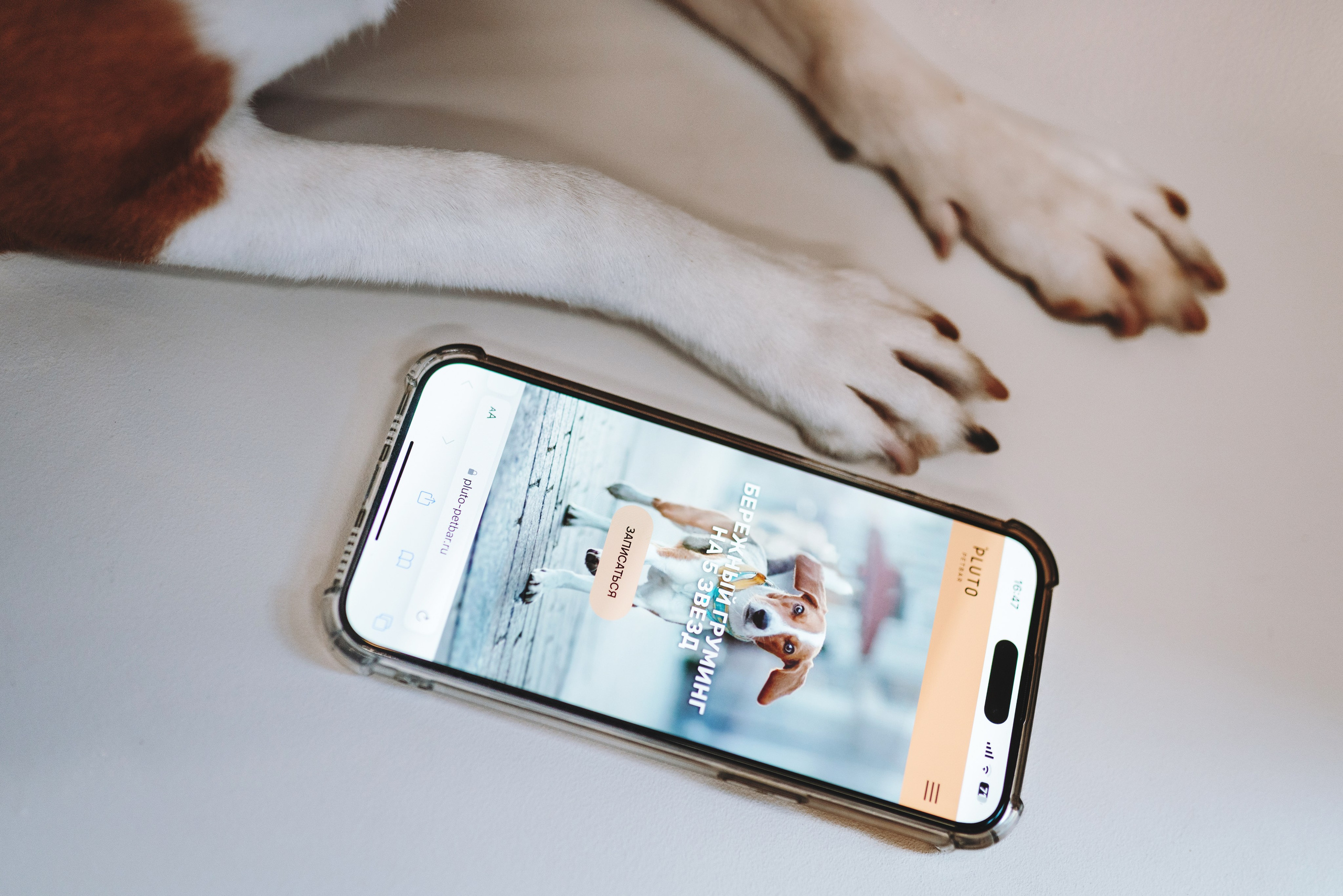 Груминг-салон. Фотограф анималист Осипчикова Мария