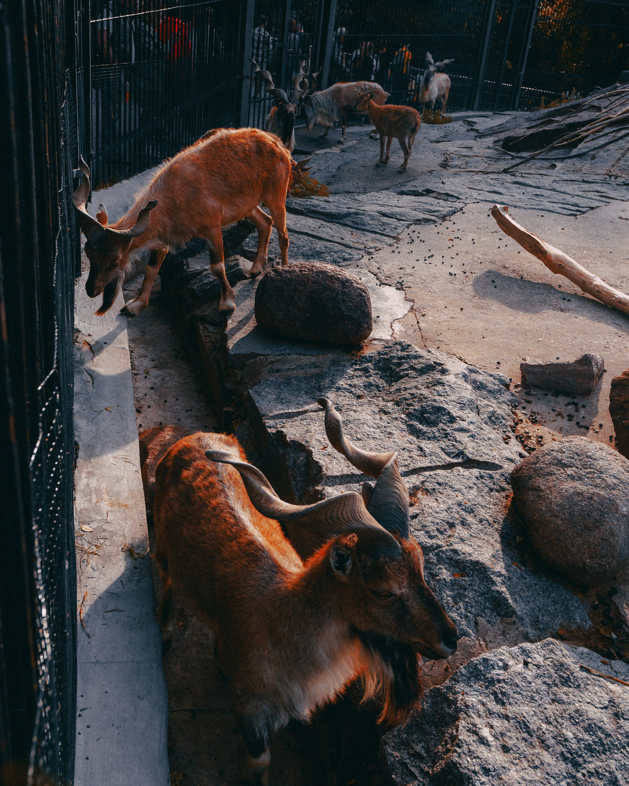 Зоопарк '22. Фёдор Малюгин. Ваш бади в визуале