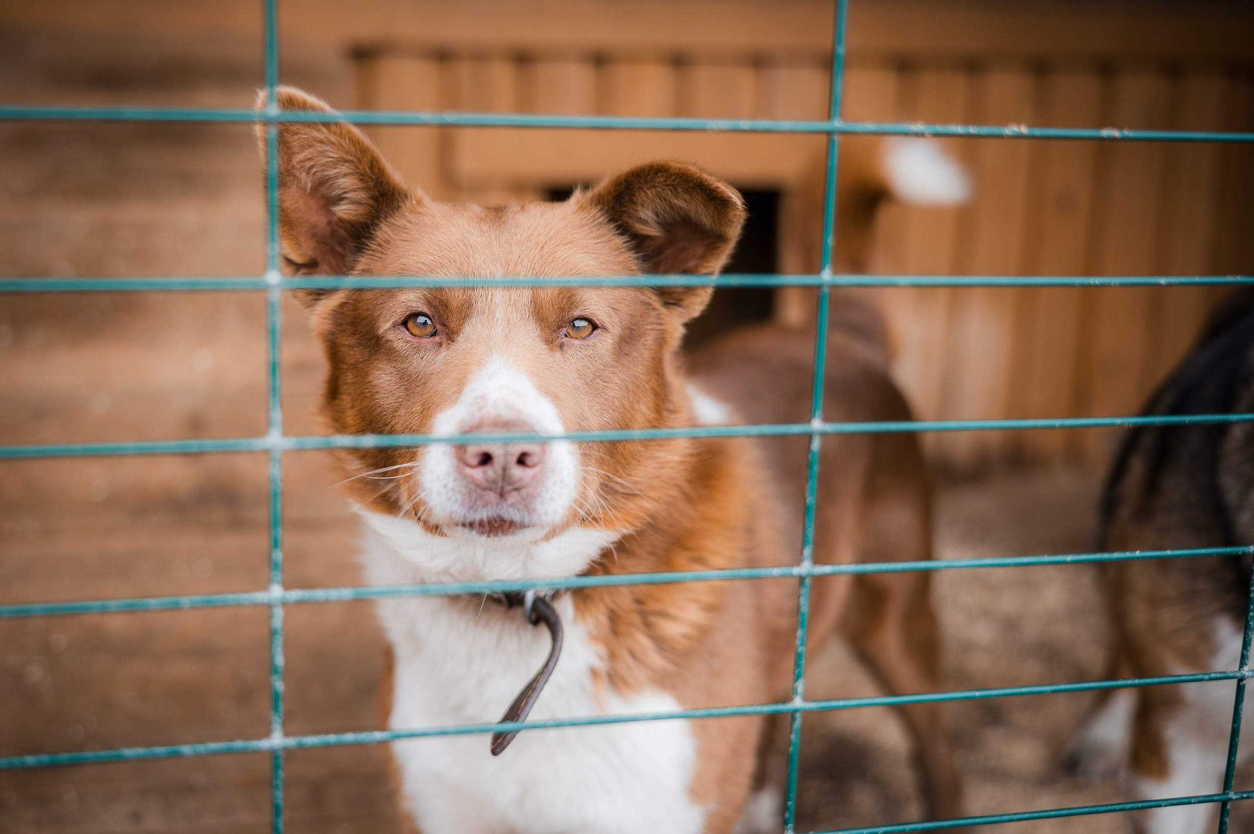 Шони. Улыбка собаки — спасение и пристройство бездомных собак