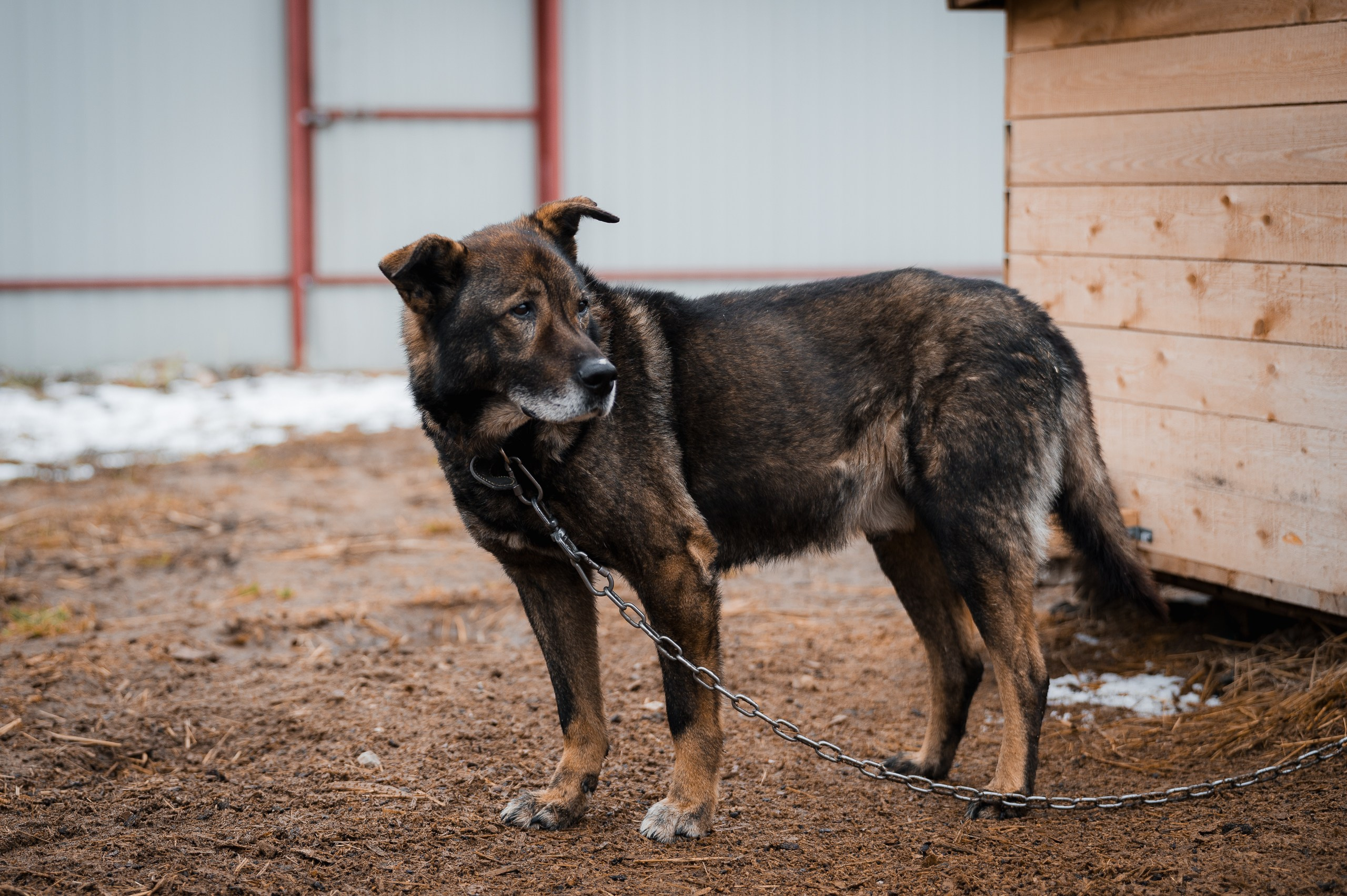 Дэн. Улыбка собаки — спасение и пристройство бездомных собак