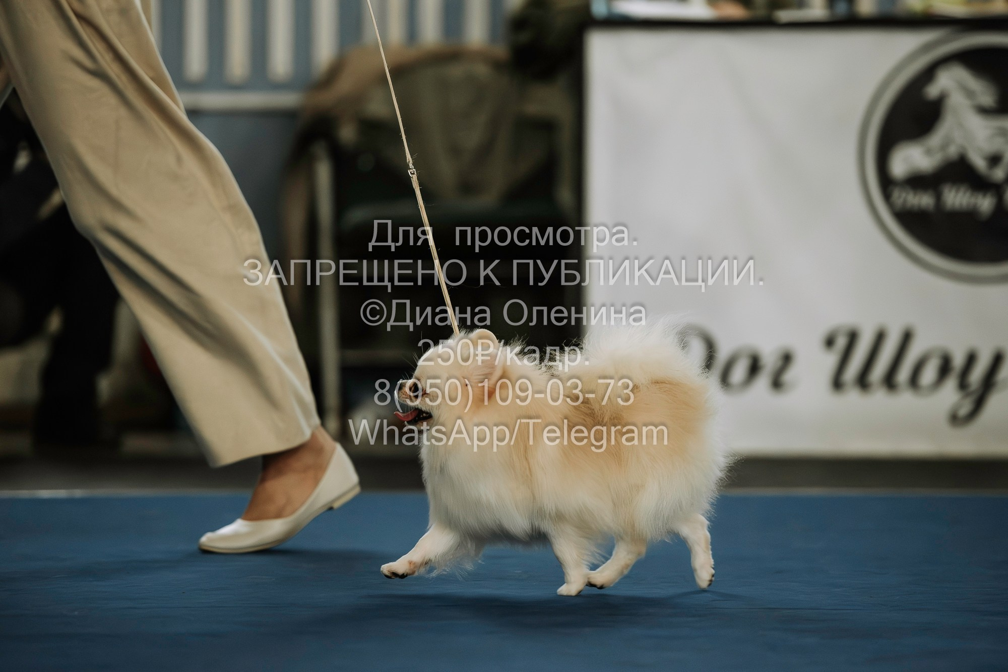 Выставка собак Красноярск 29.10.2023. Фотограф Диана Оленина Красноярск / Братск