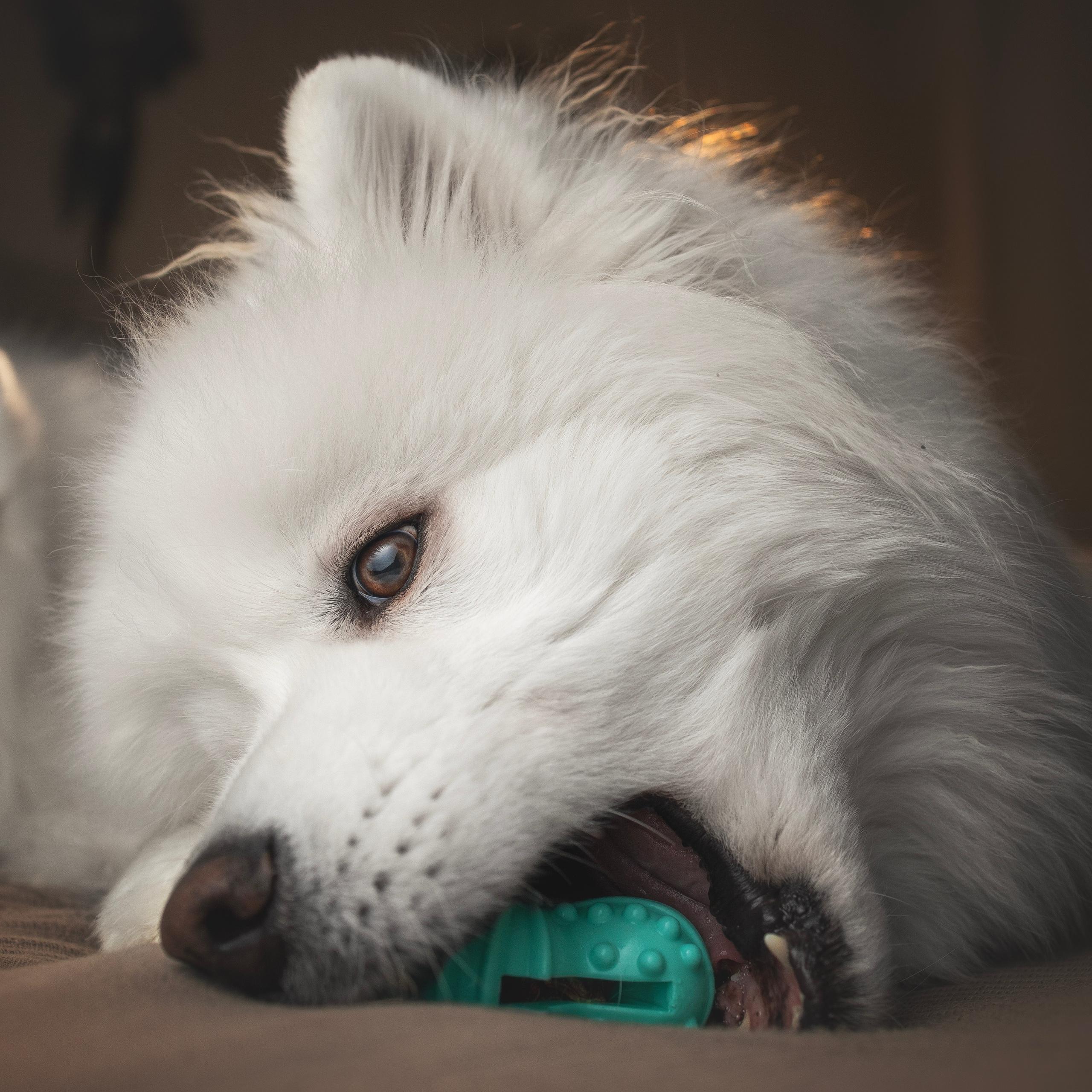 Для брендов. Фотограф анималист в Москве Майорова Евгения