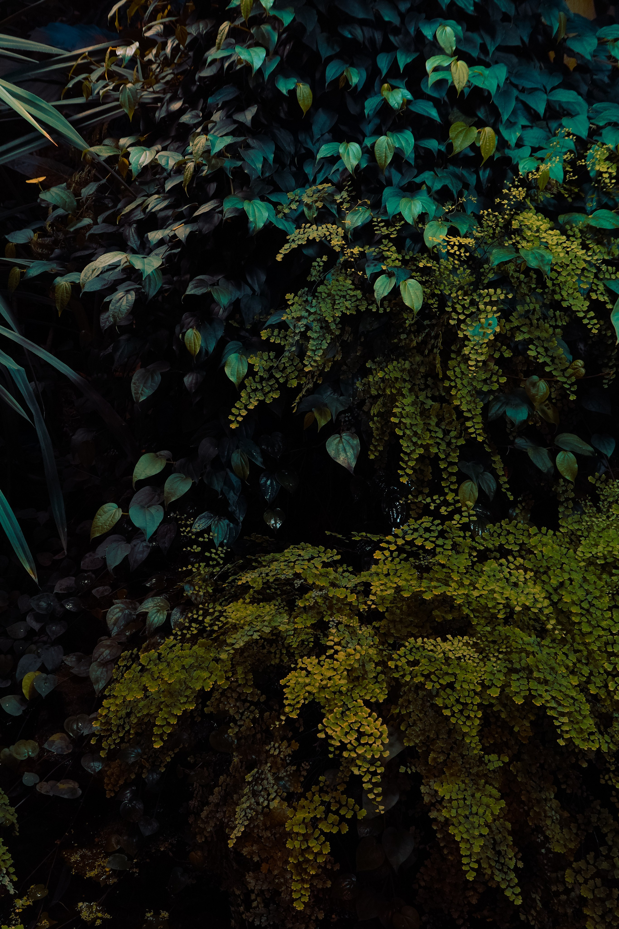 Ботанический сад. Фотограф Алиса Аспер