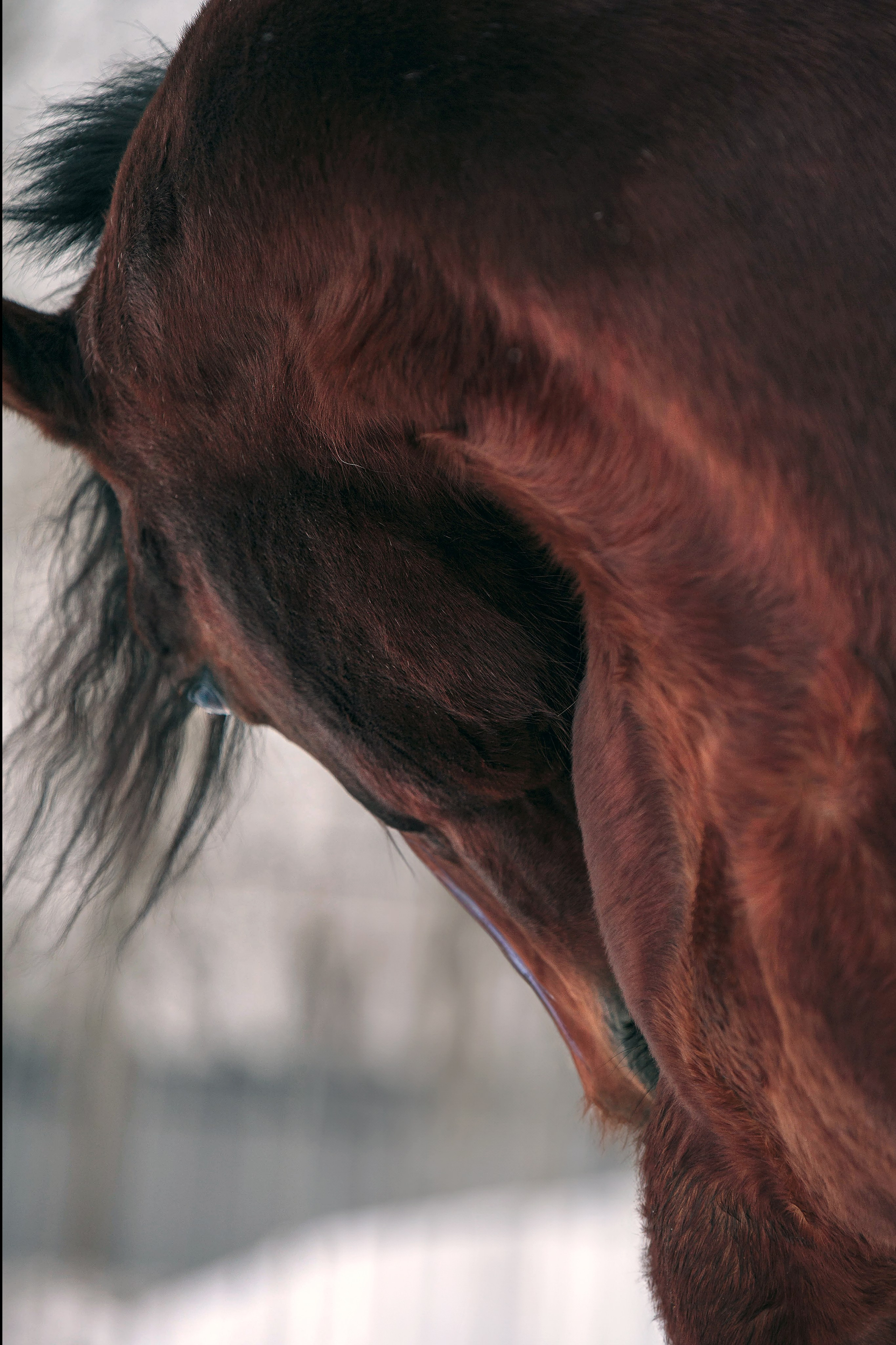 Лошади зимой. Конный фотограф в Красноярске — Любовь Похабова