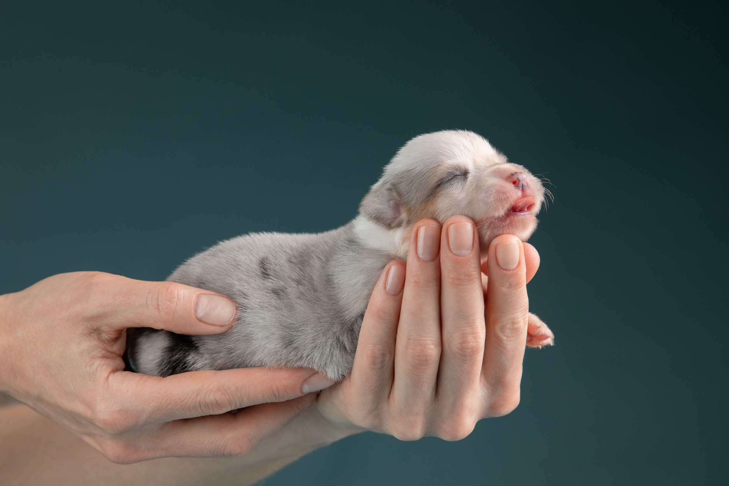 Ньюборн фотосъемка для помета вельш корги кардиганов. Фотограф-анималист в Москве и Московской области Татьяна Фролова