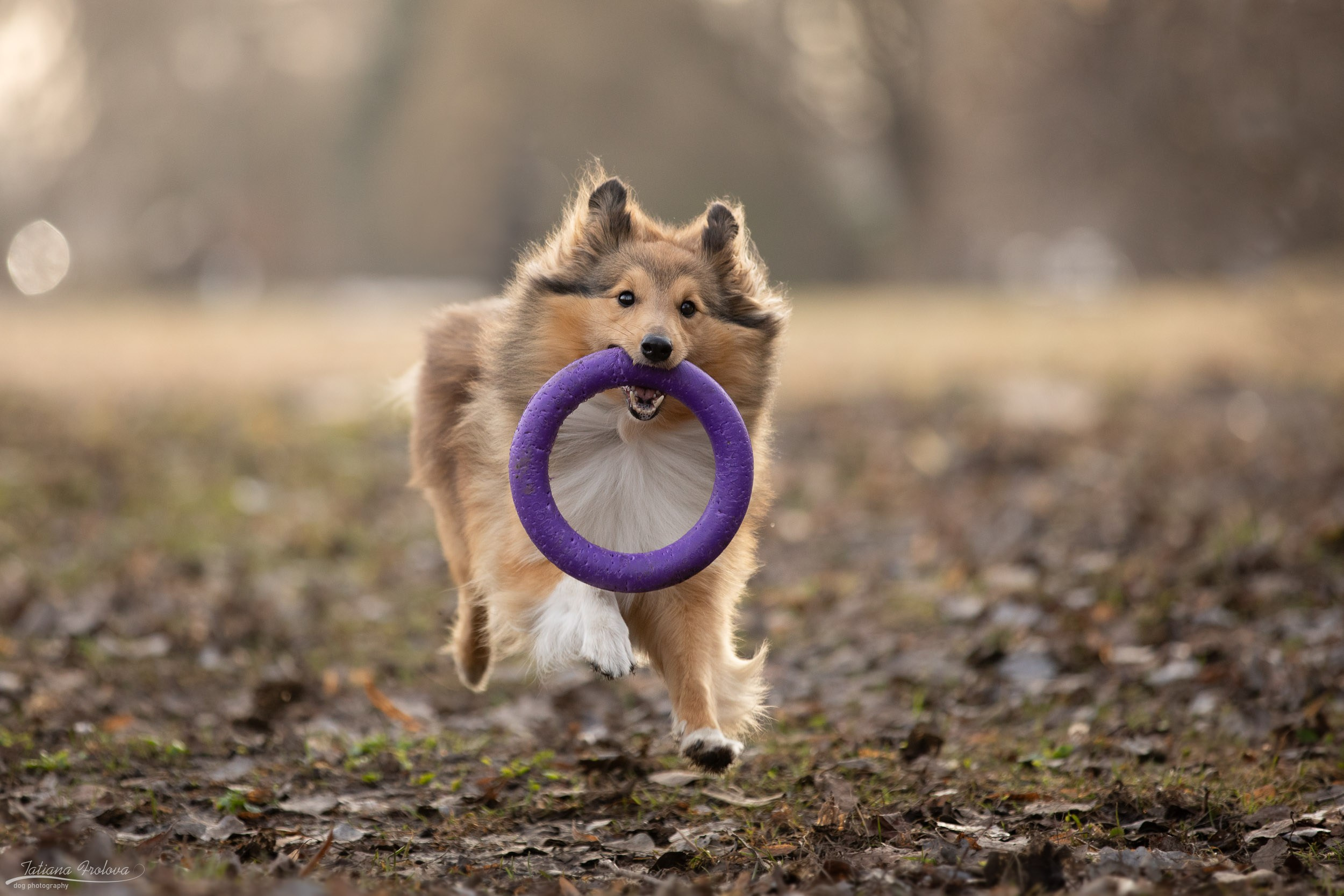 Фотопрогулка для шелти и её хозяйки в Ботаническом саду. Фотограф-анималист в Москве и Московской области Татьяна Фролова